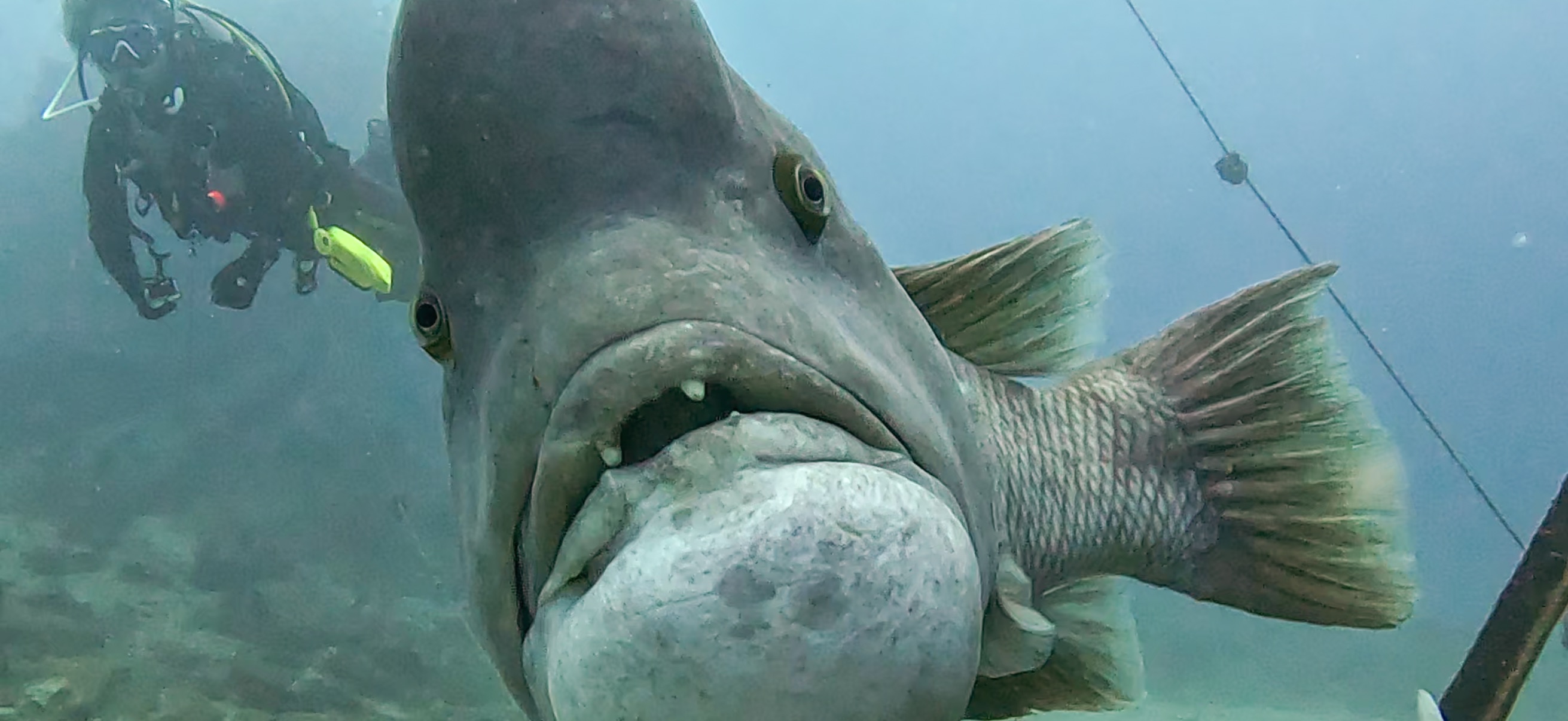 コブダイ 頼子 Hasama ( 波左間 ) でダイビング 20241109