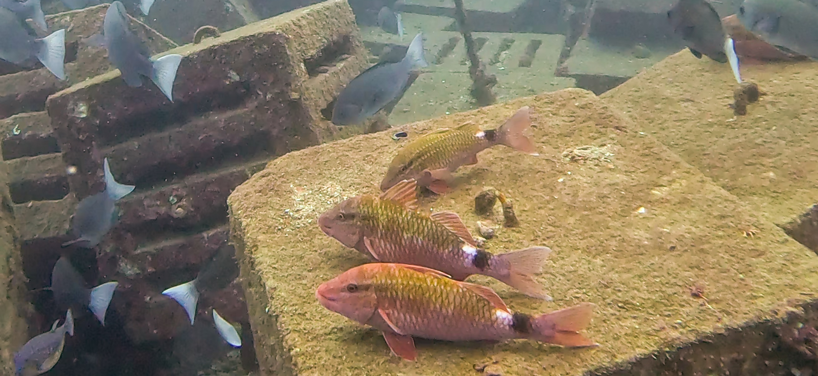 Hasama ( 波左間 ) でダイビング 20241109