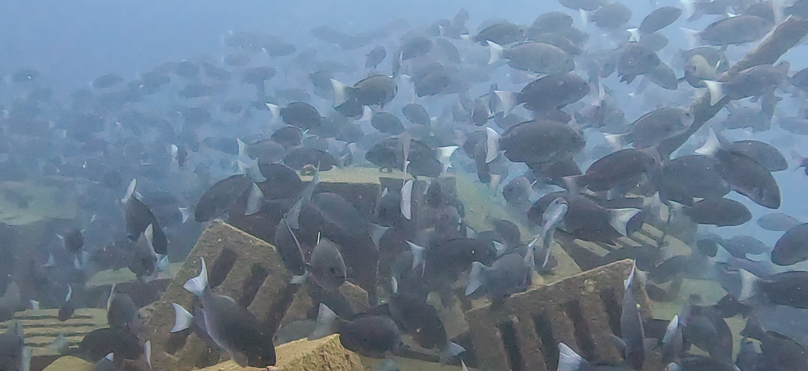 メジナの群れ Hasama ( 波左間 ) でダイビング 20241109