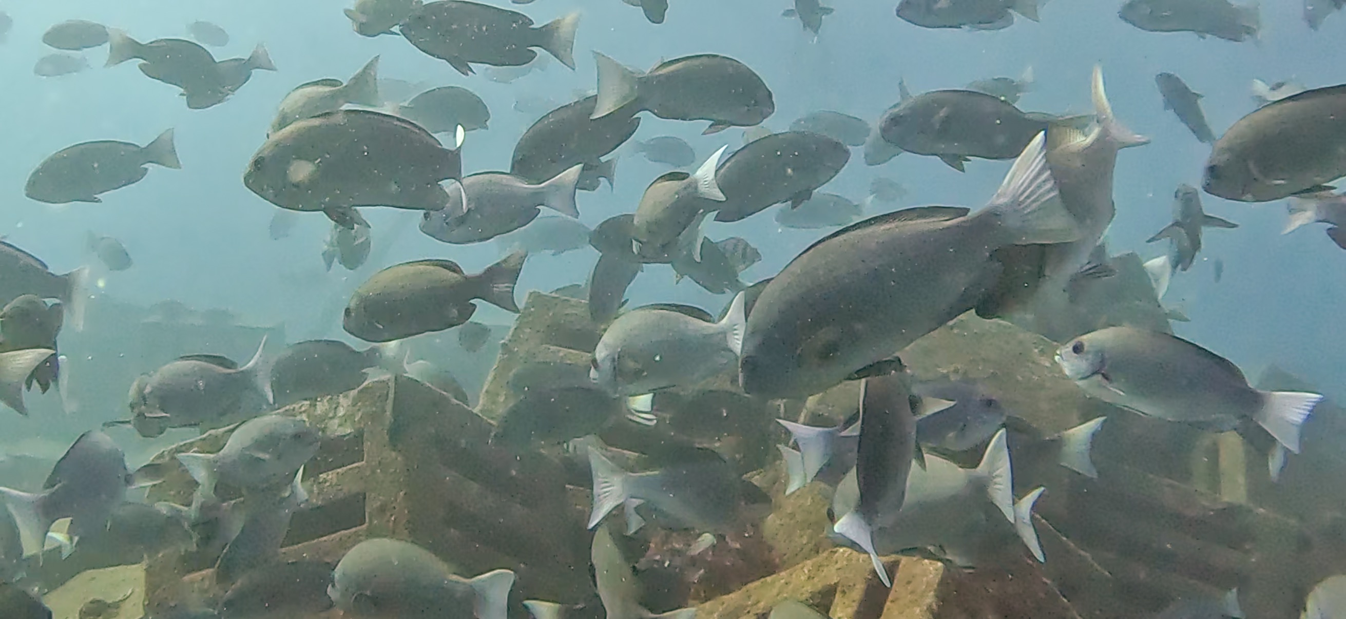 メジナの群れ Hasama ( 波左間 ) でダイビング 20241109