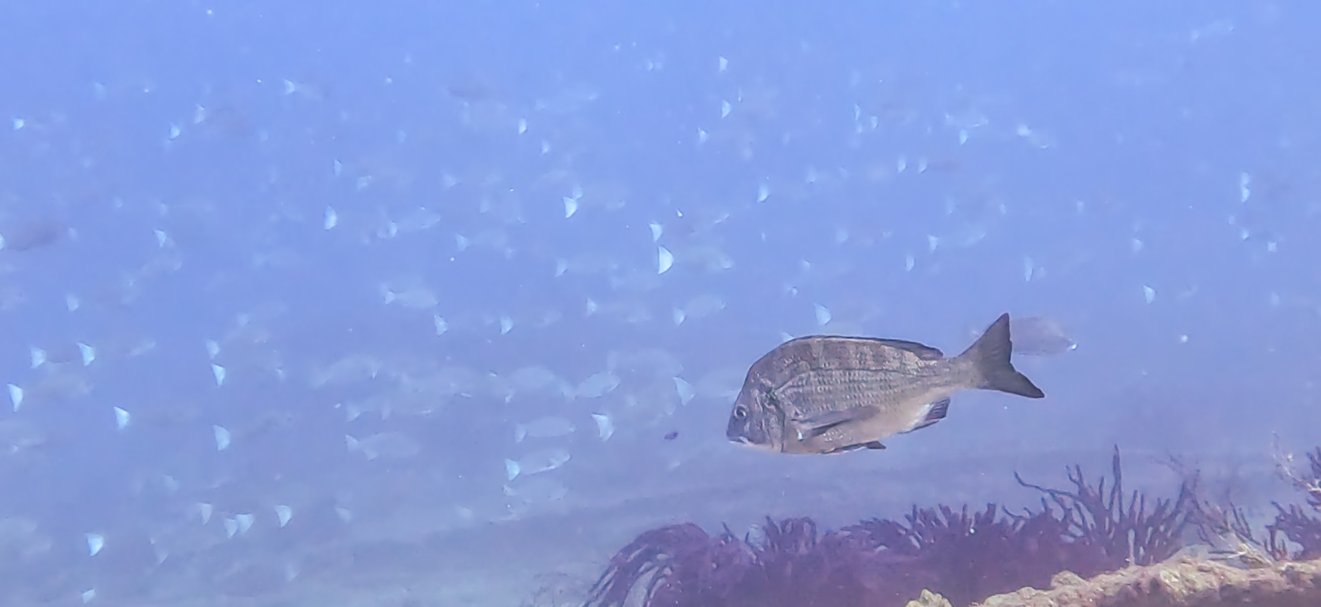 メジナの群れ Hasama ( 波左間 ) でダイビング 20241109