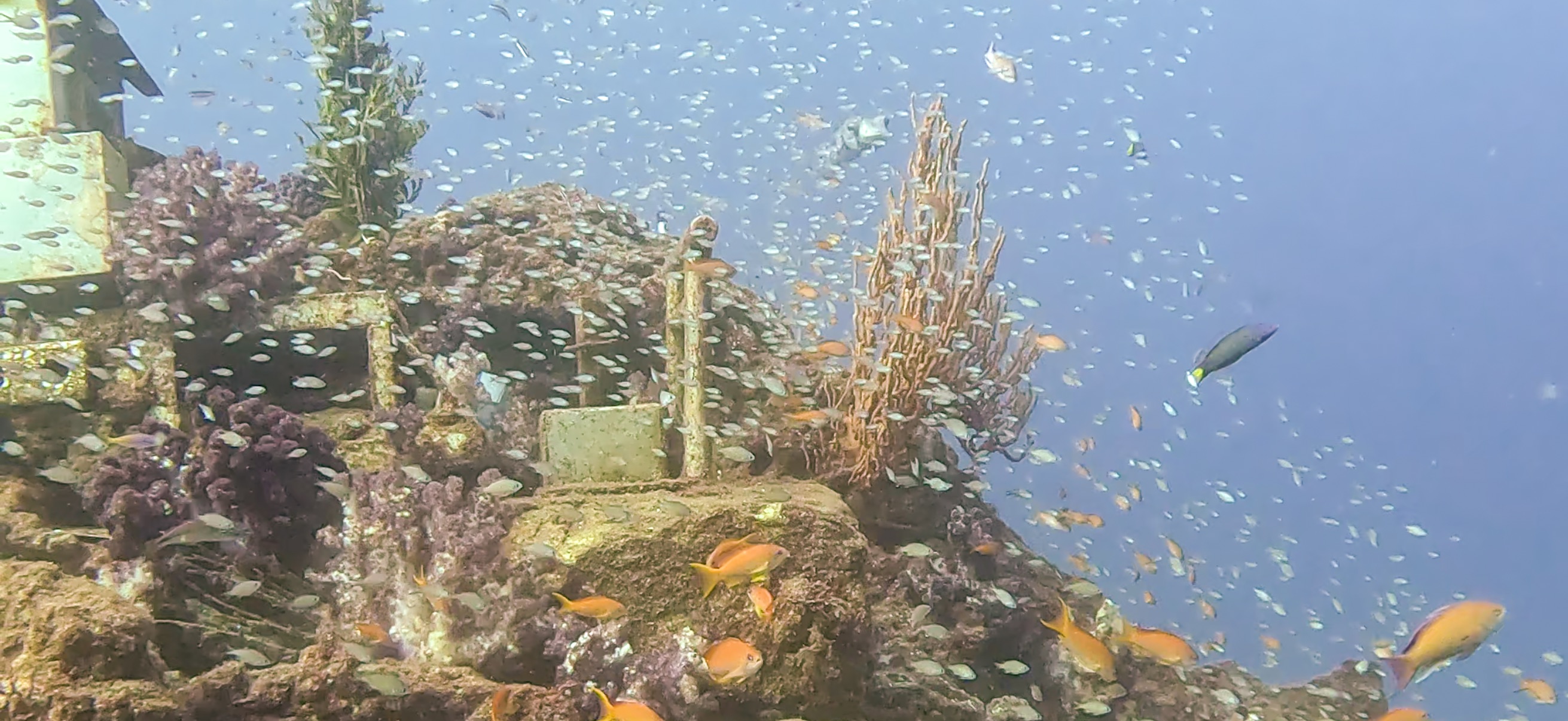 海中神社 Hasama ( 波左間 ) でダイビング 20241109