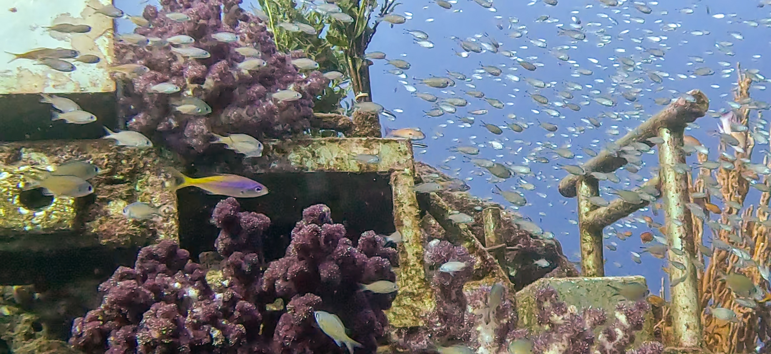 海中神社 Hasama ( 波左間 ) でダイビング 20241109