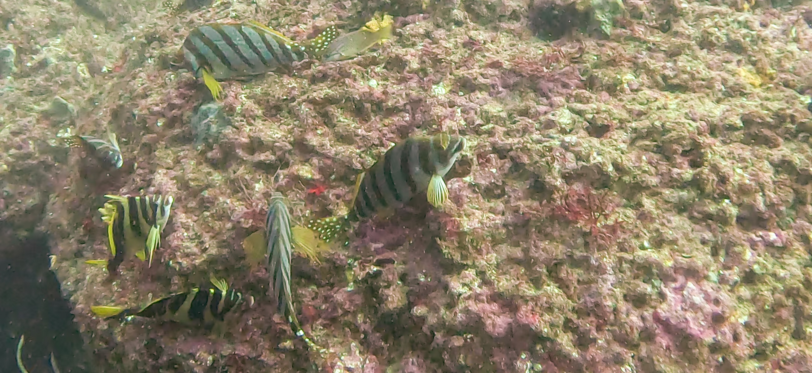 ミギマキとタカノハダイ Jogashima ( 城ヶ島 ) でダイビング 20241117