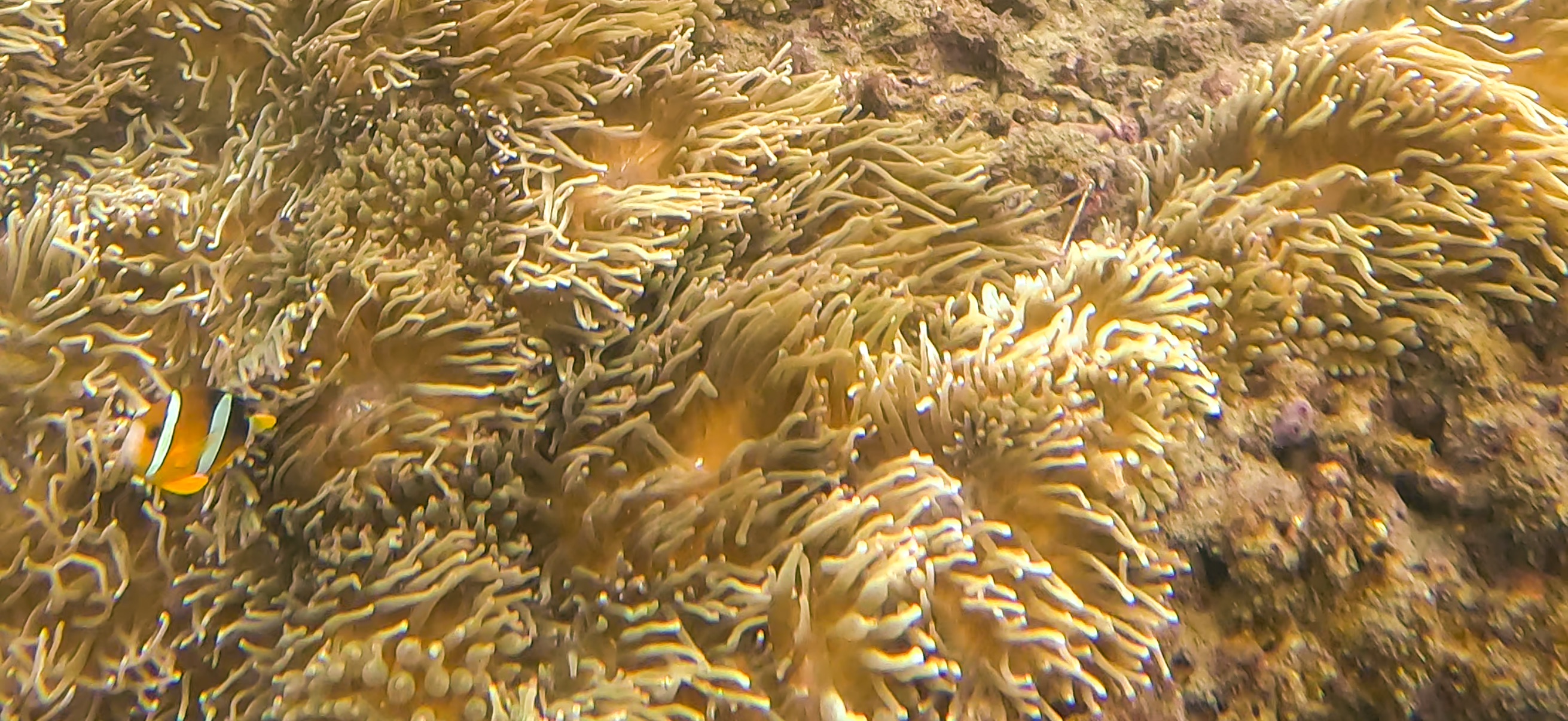 イソギンチャクの森 Jogashima ( 城ヶ島 ) でダイビング 20241117