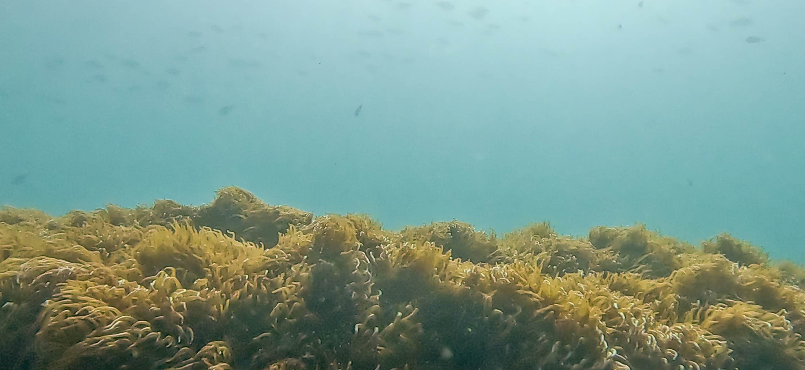 イソギンチャクの森 Jogashima ( 城ヶ島 ) でダイビング 20241117