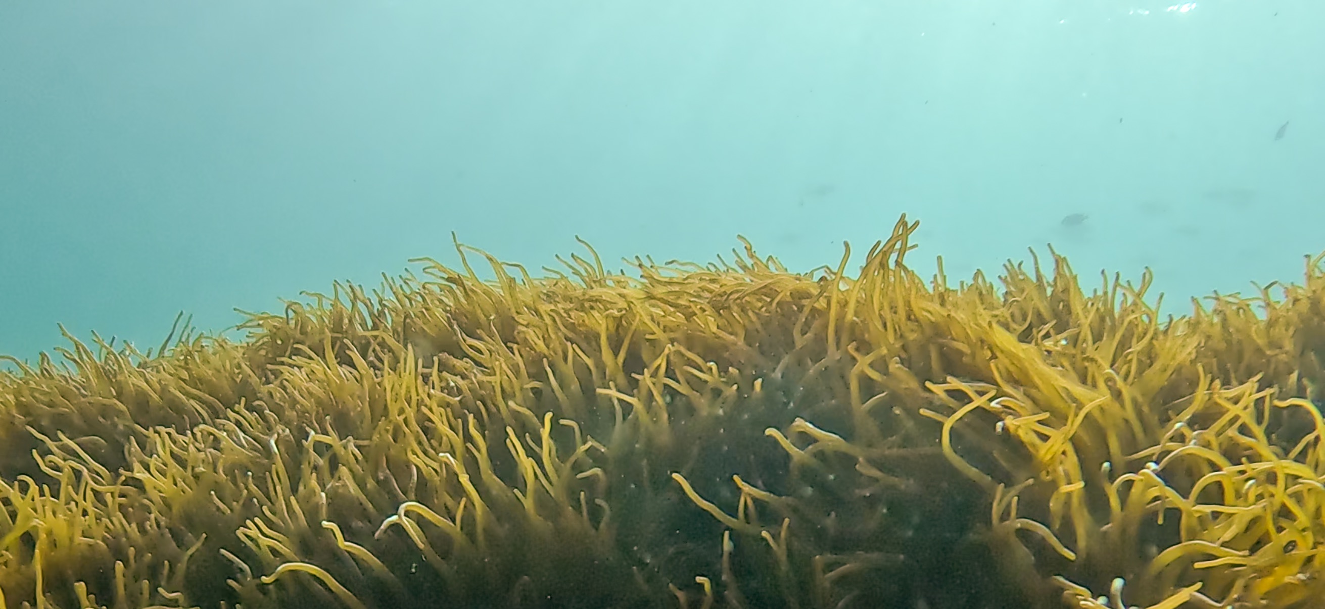 イソギンチャクの森 Jogashima ( 城ヶ島 ) でダイビング 20241117