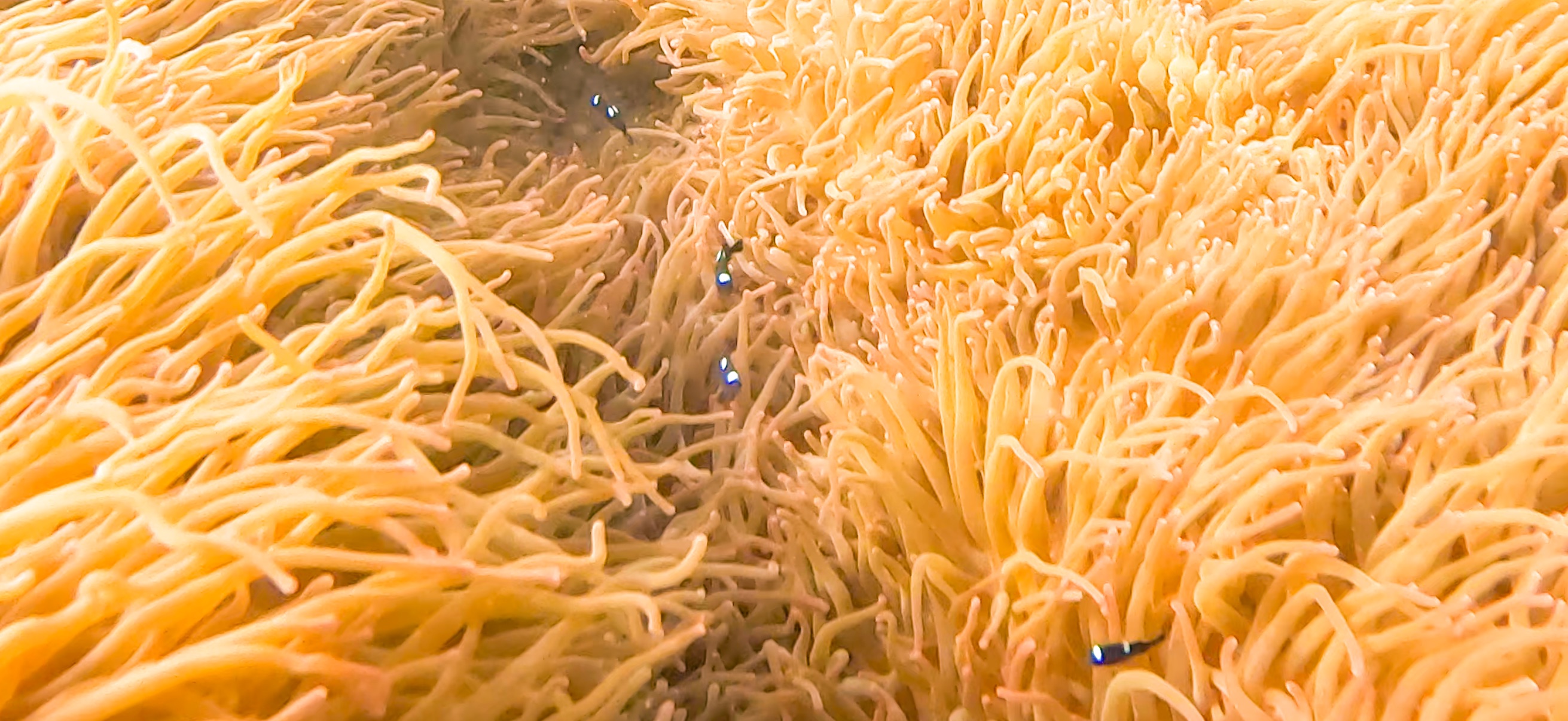 イソギンチャクの森 Jogashima ( 城ヶ島 ) でダイビング 20241117