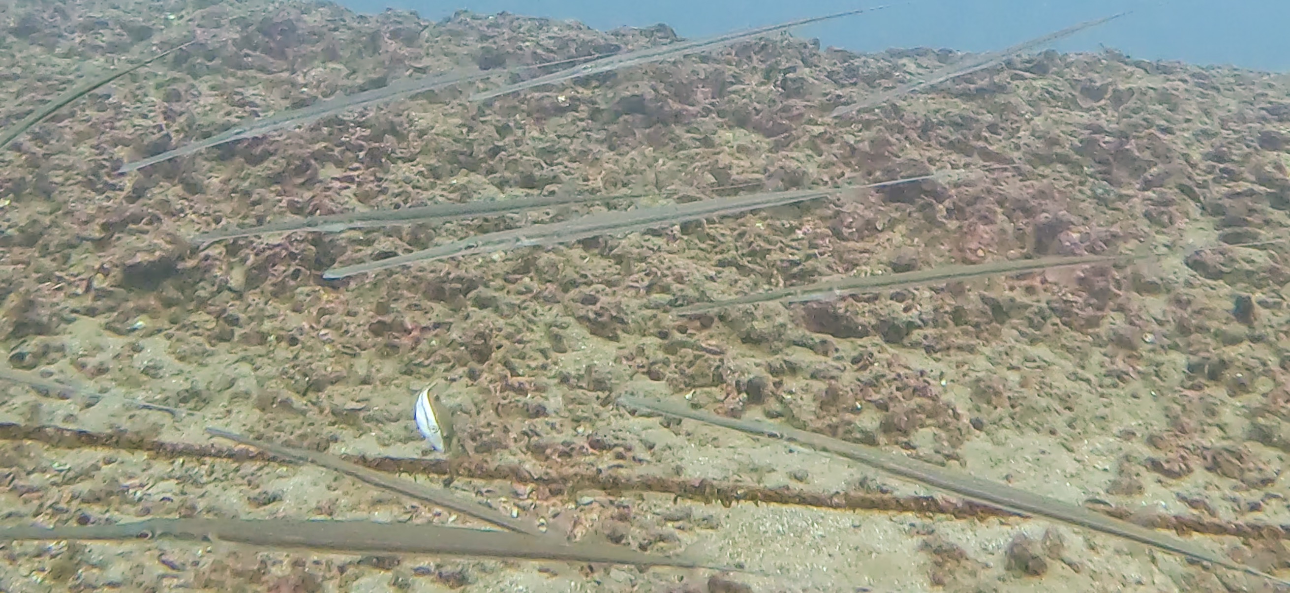 ヤガラ Jogashima ( 城ヶ島 ) でダイビング 20241117