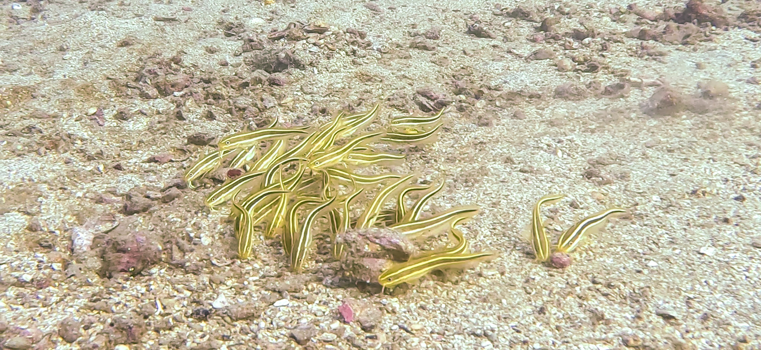 ゴンズイ Jogashima ( 城ヶ島 ) でダイビング 20241117