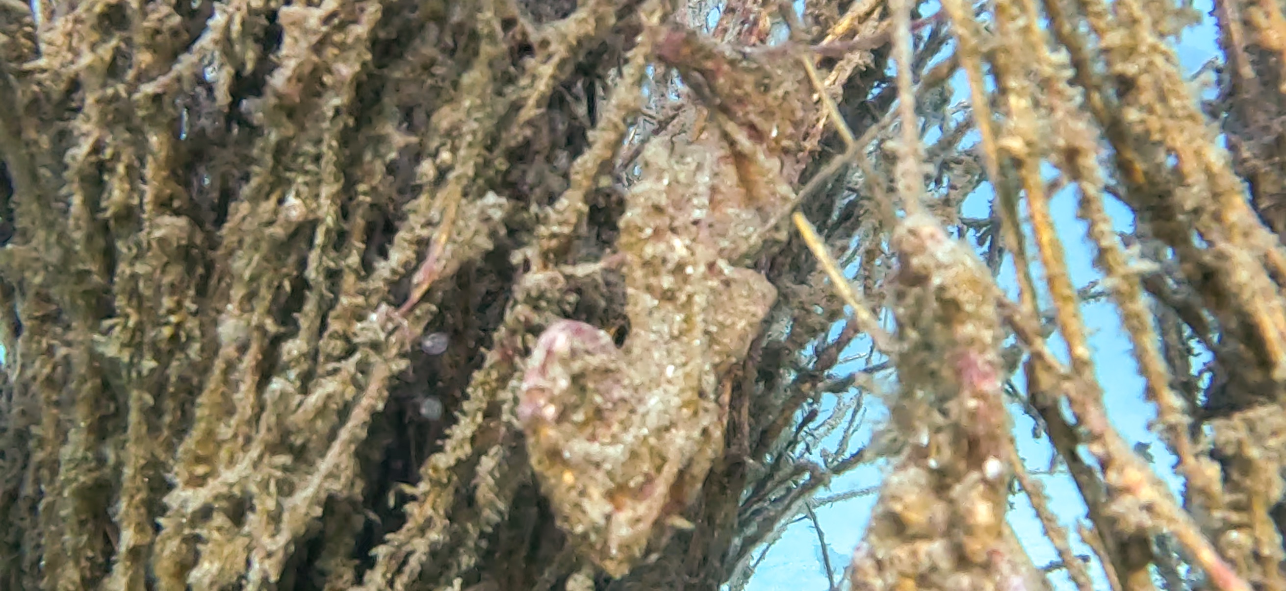 Jogashima ( 城ヶ島 ) でダイビング 20241117