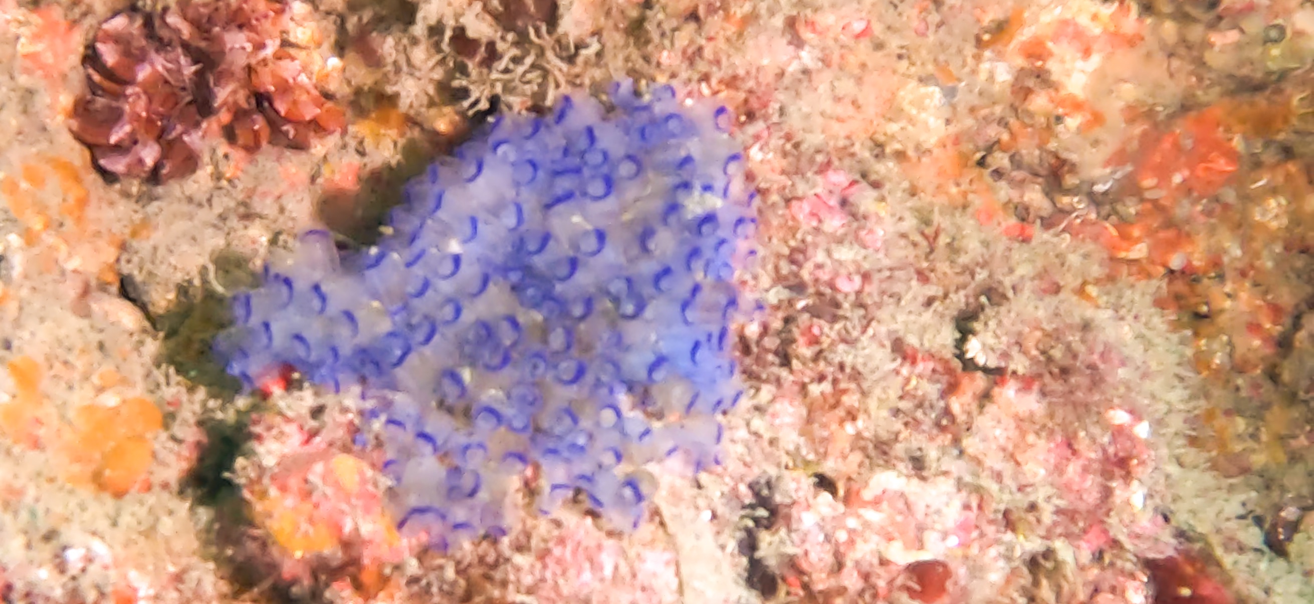 古座 ( Koza ) でダイビング 20241129-20241130 青ホヤ