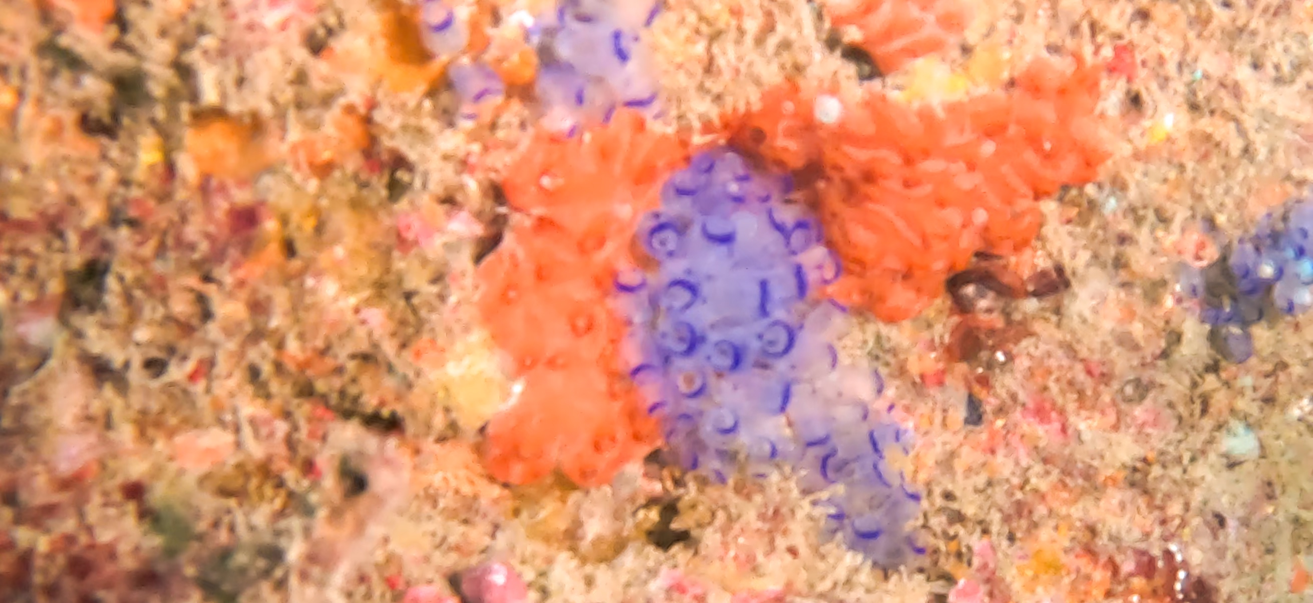 古座 ( Koza ) でダイビング 20241129-20241130 青ホヤ