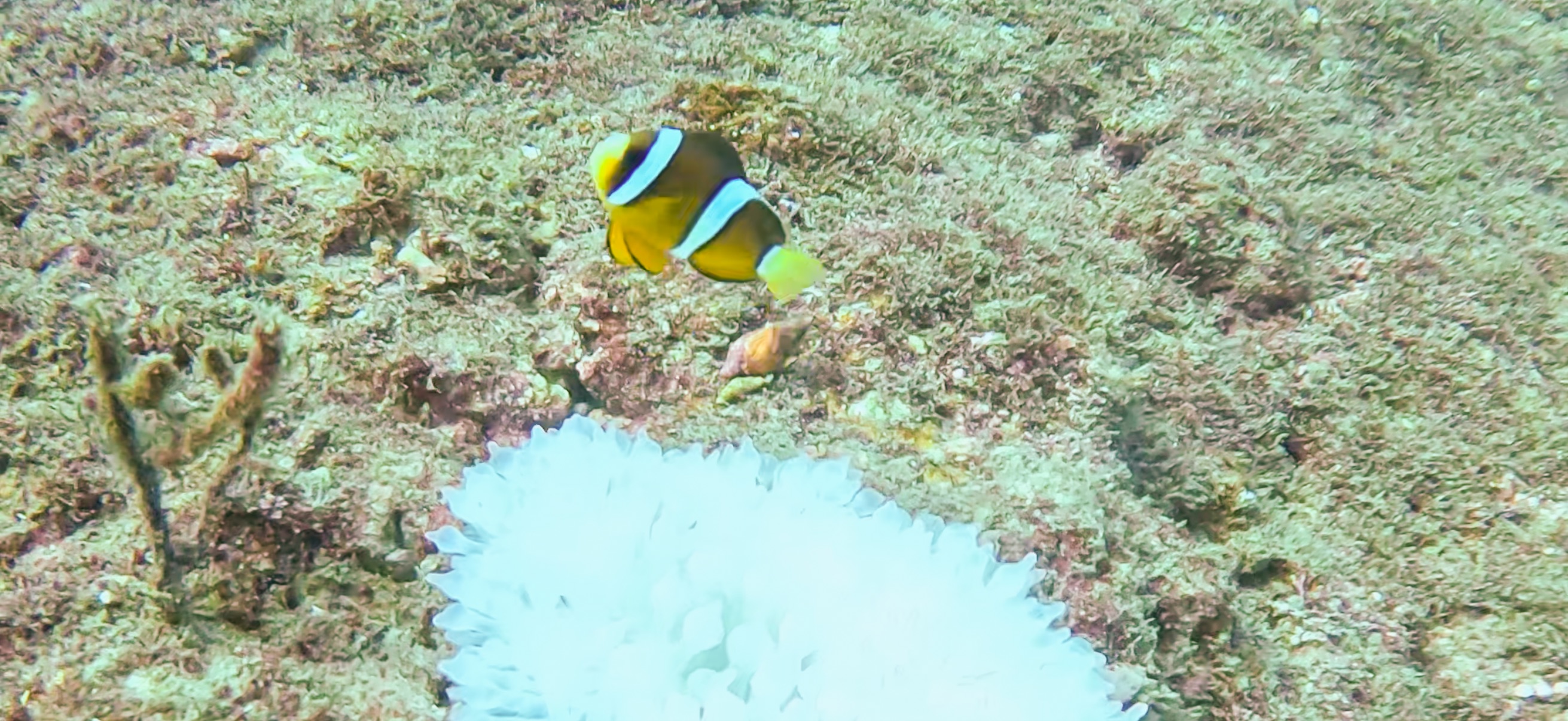 古座 ( Koza ) でダイビング 20241129-20241130 イソギンチャクとクマノミ