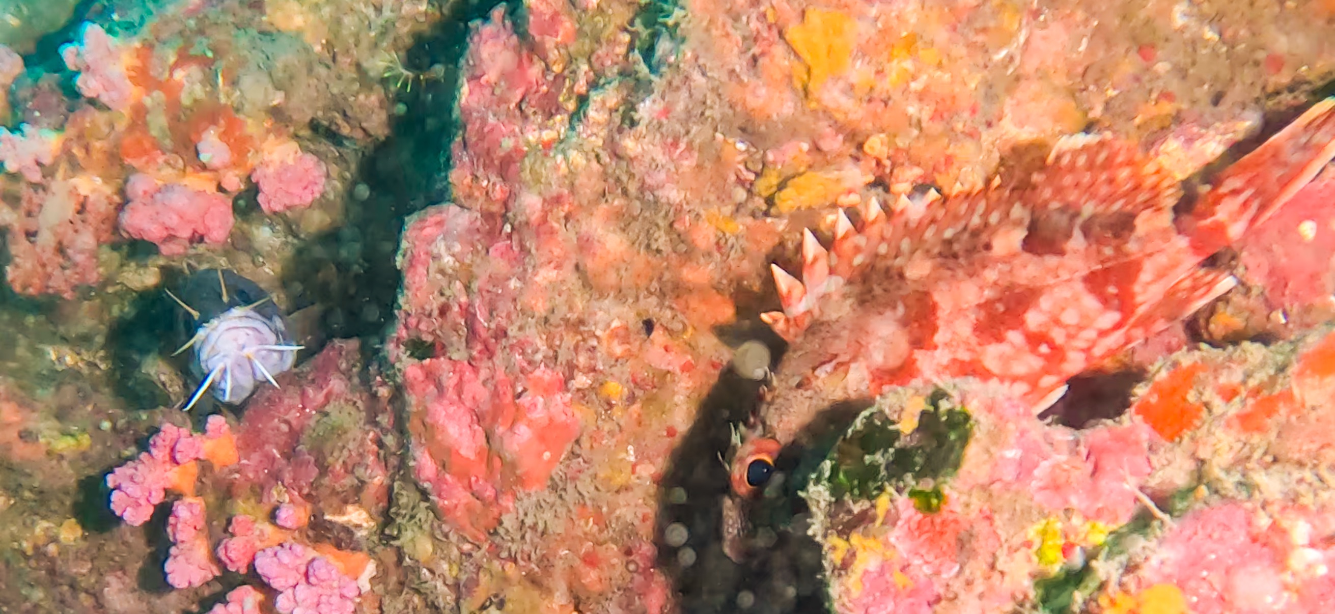 古座 ( Koza ) でダイビング 20241129-20241130 イタチウオ