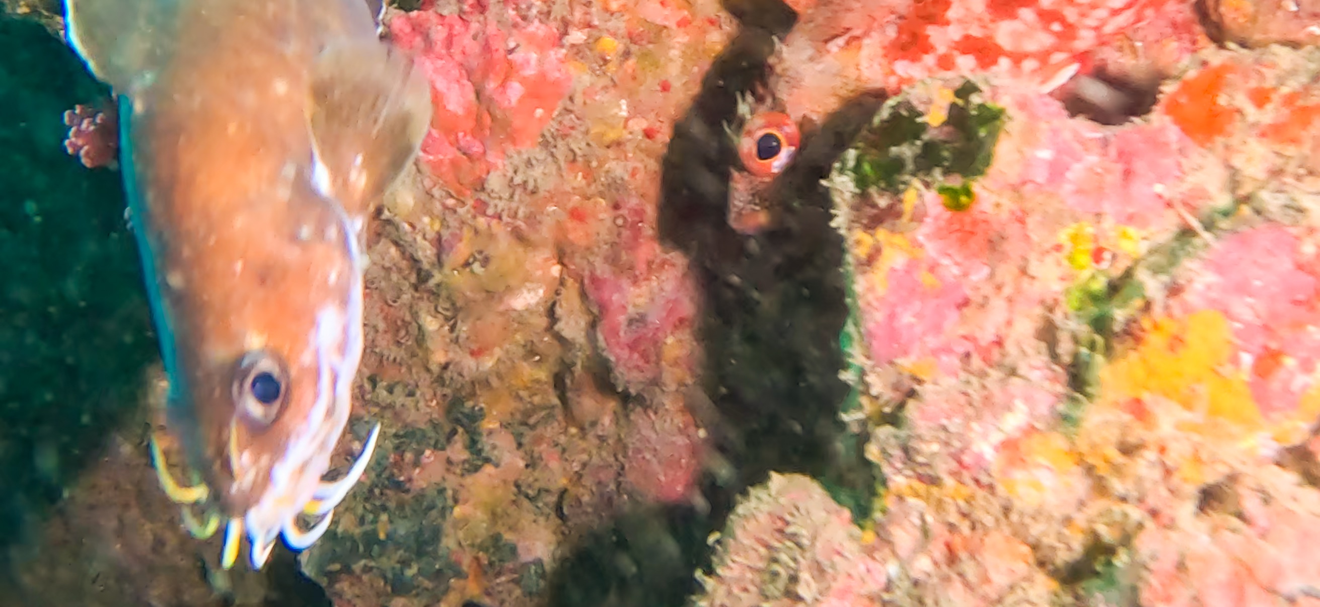 古座 ( Koza ) でダイビング 20241129-20241130 イタチウオ