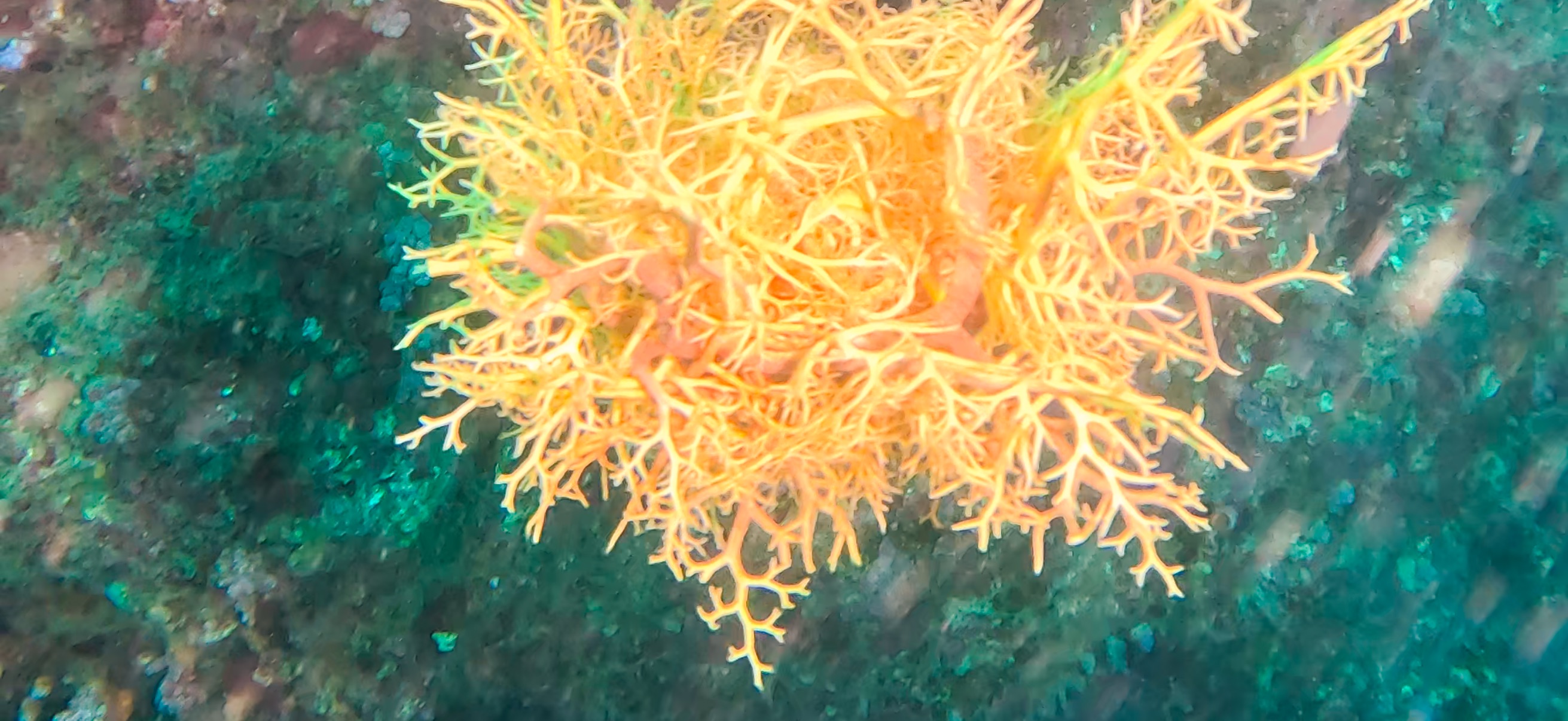 古座 ( Koza ) でダイビング 20241129-20241130 テヅルモヅル