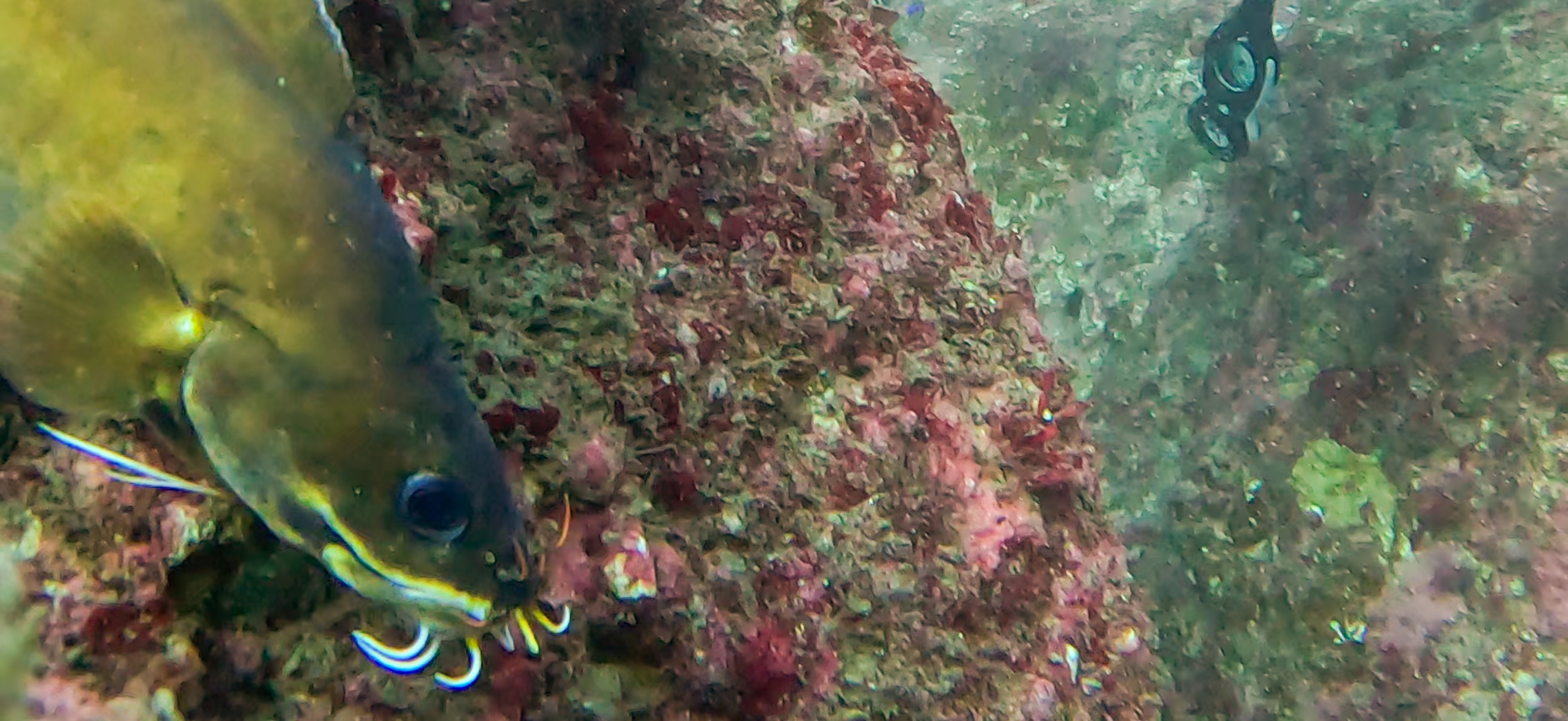 古座 ( Koza ) でダイビング 20241129-20241130 イタチウオ