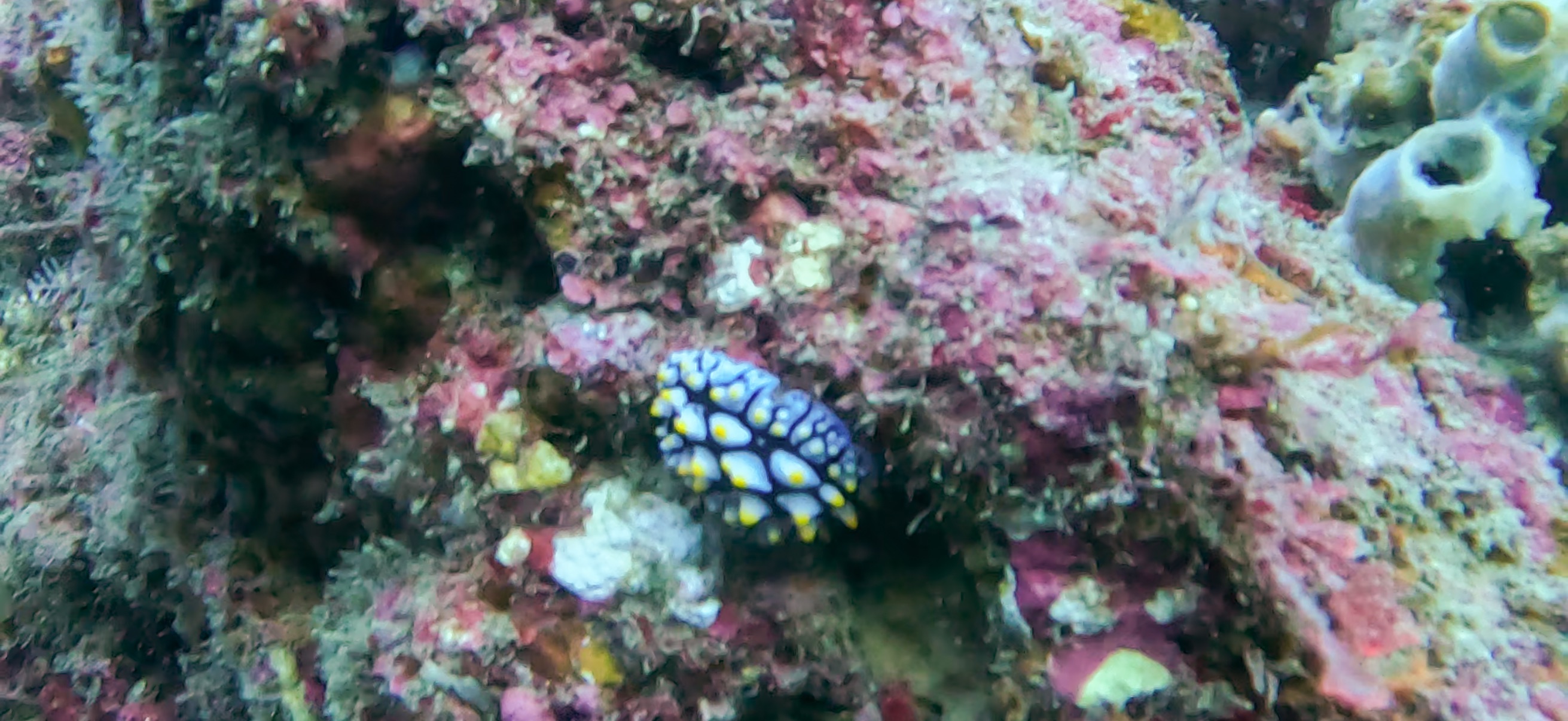 古座 ( Koza ) でダイビング 20241129-20241130