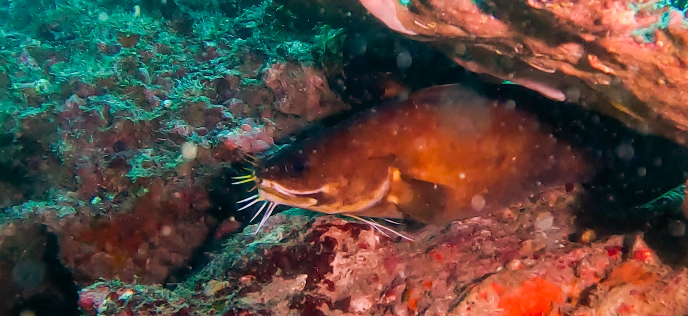 古座 ( Koza ) でダイビング 20241129-20241130 イタチウオ