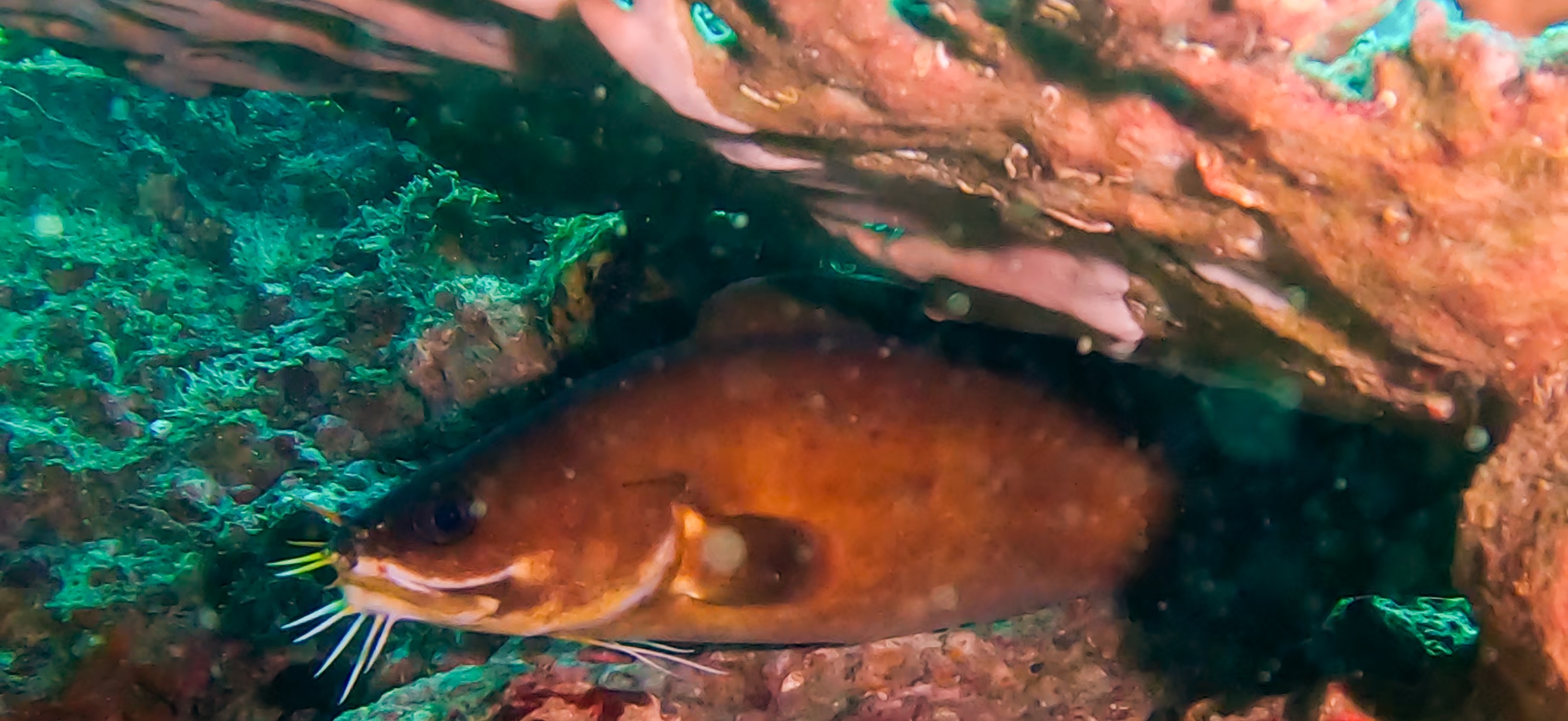 古座 ( Koza ) でダイビング 20241129-20241130 イタチウオ