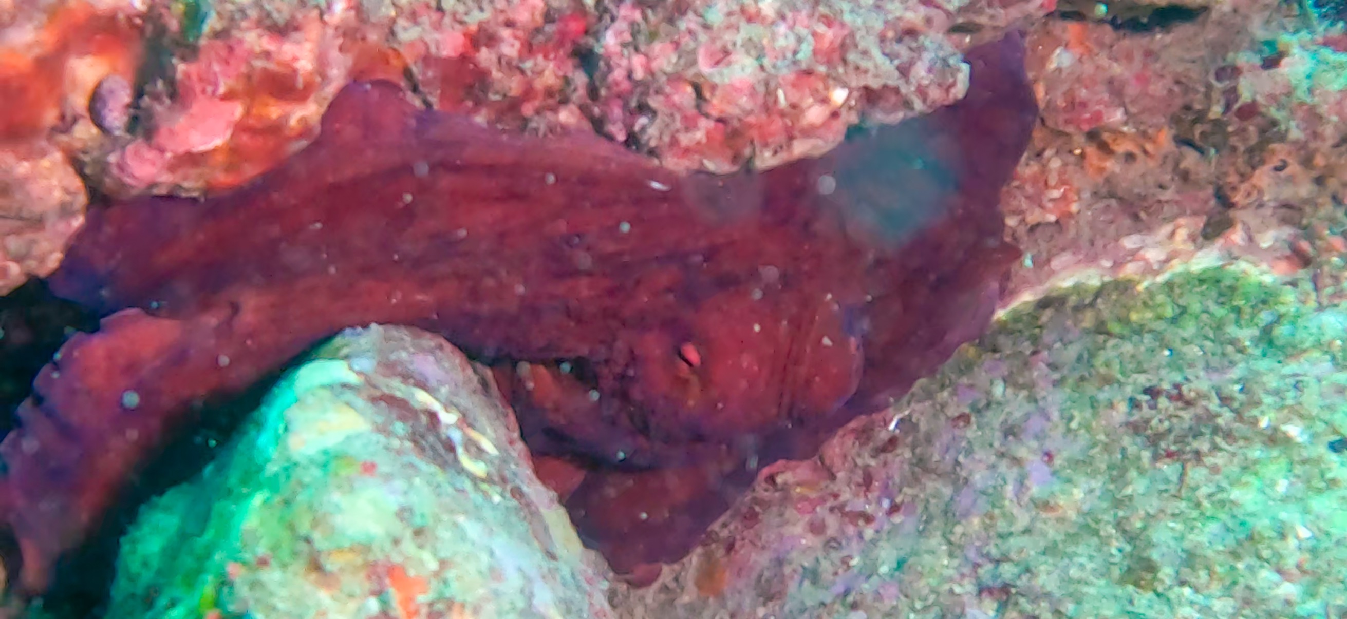 古座 ( Koza ) でダイビング 20241129-20241130 メンダコ