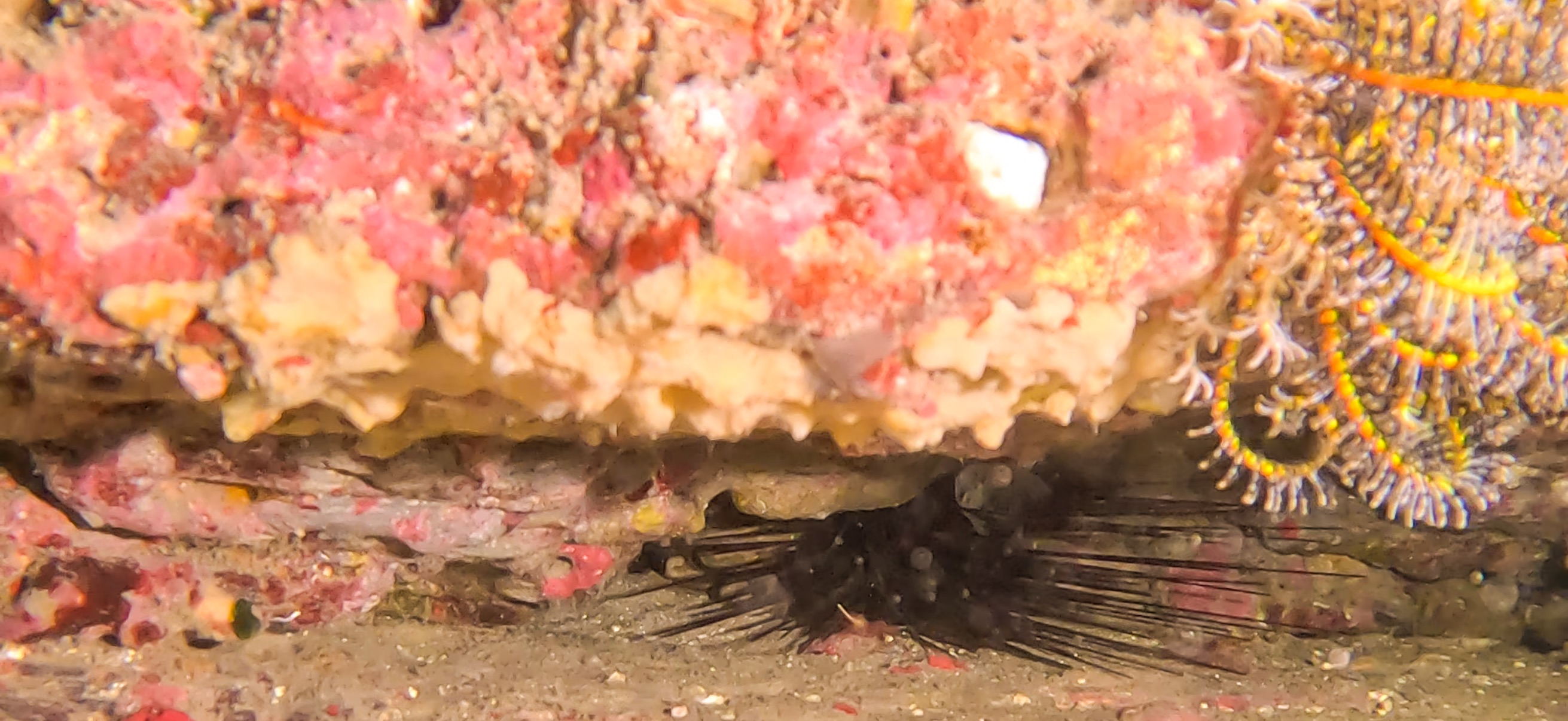 古座 ( Koza ) でダイビング 20241129-20241130