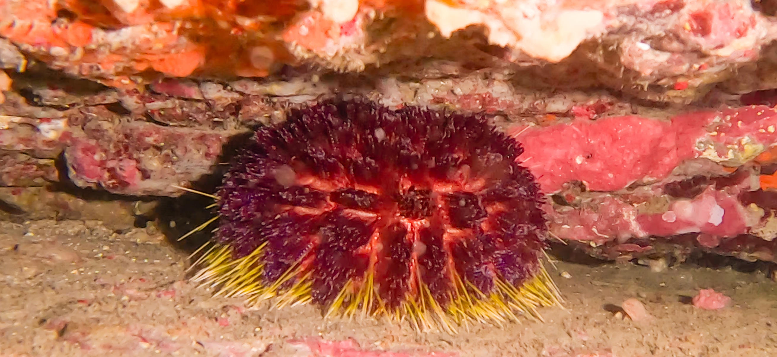 イイジマフクロウニ 古座 ( Koza ) でダイビング 20241129-20241130