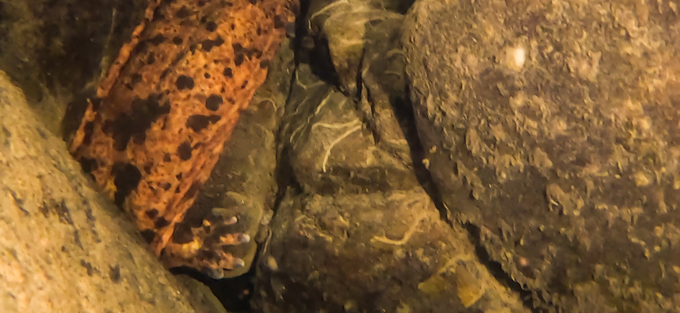 オオサンショウウオ 古座 ( Koza ) でダイビング 20241129-20241130