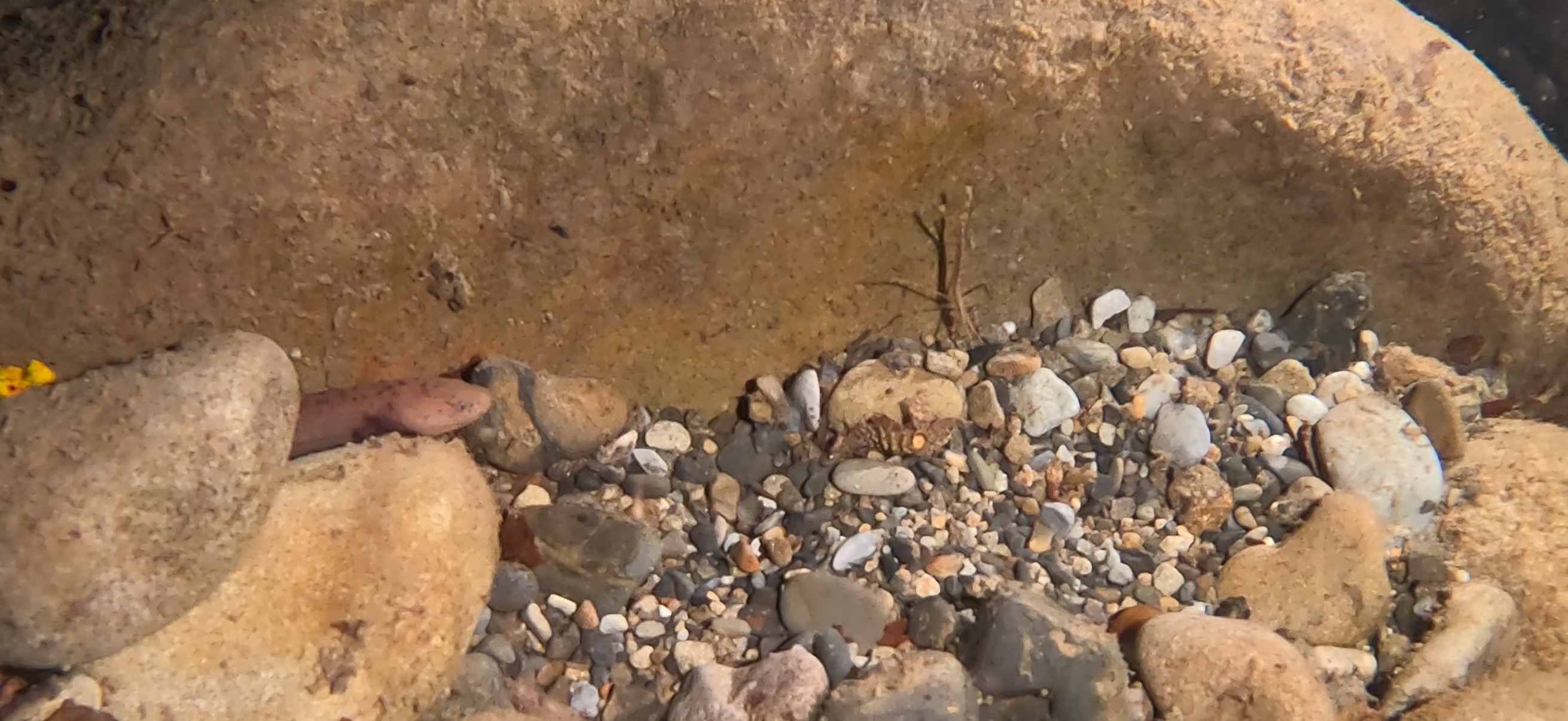 オオサンショウウオ 古座 ( Koza ) でダイビング 20241129-20241130