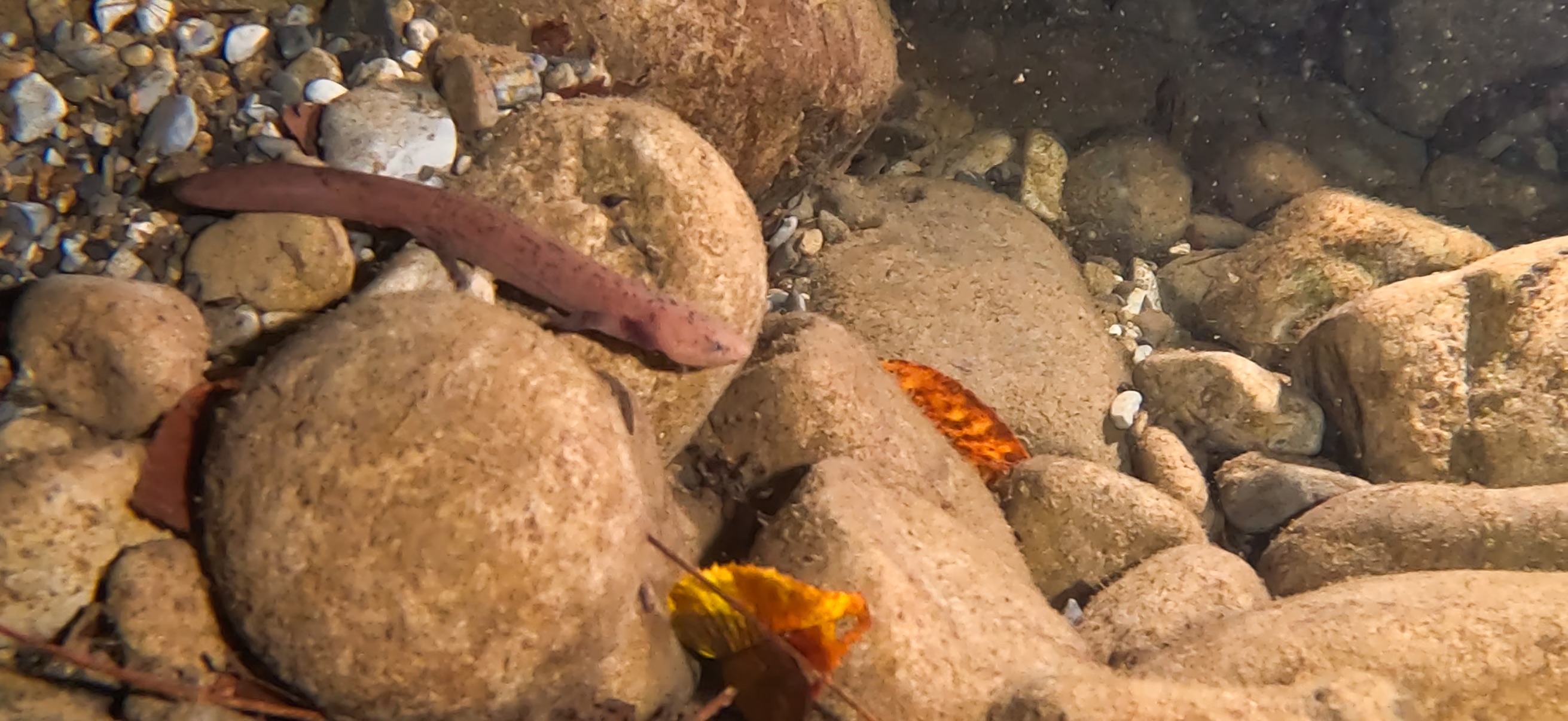 オオサンショウウオ 古座 ( Koza ) でダイビング 20241129-20241130