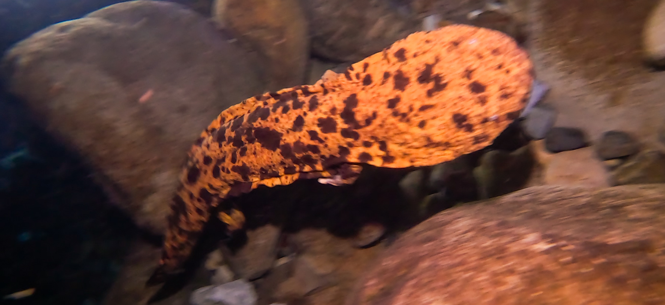 オオサンショウウオ 古座 ( Koza ) でダイビング 20241129-20241130