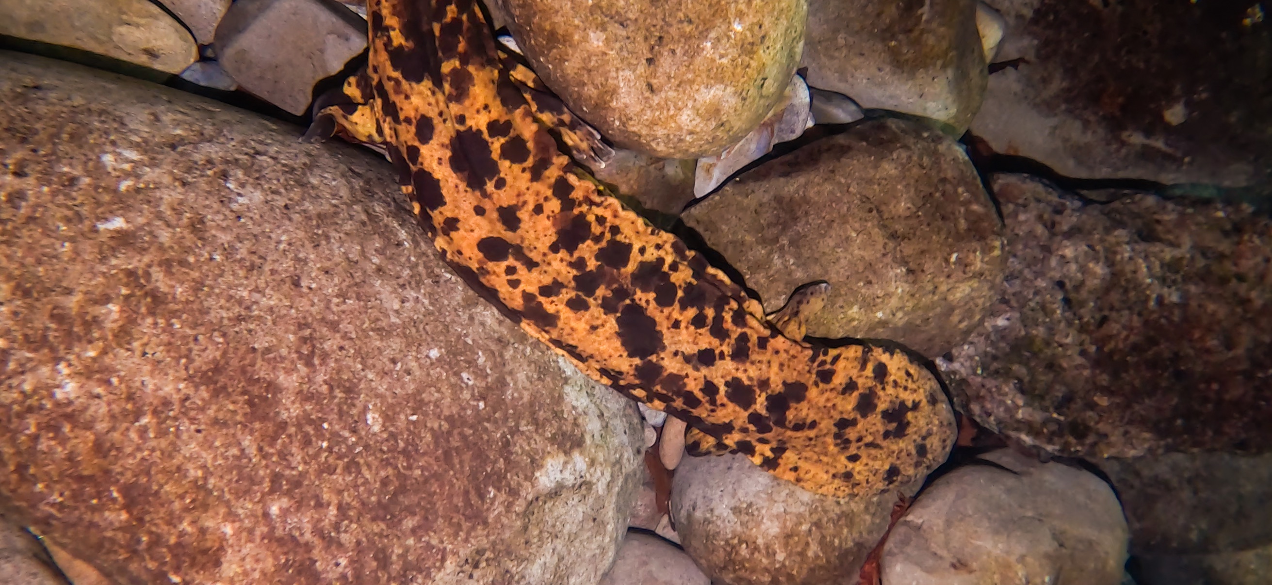 オオサンショウウオ 古座 ( Koza ) でダイビング 20241129-20241130