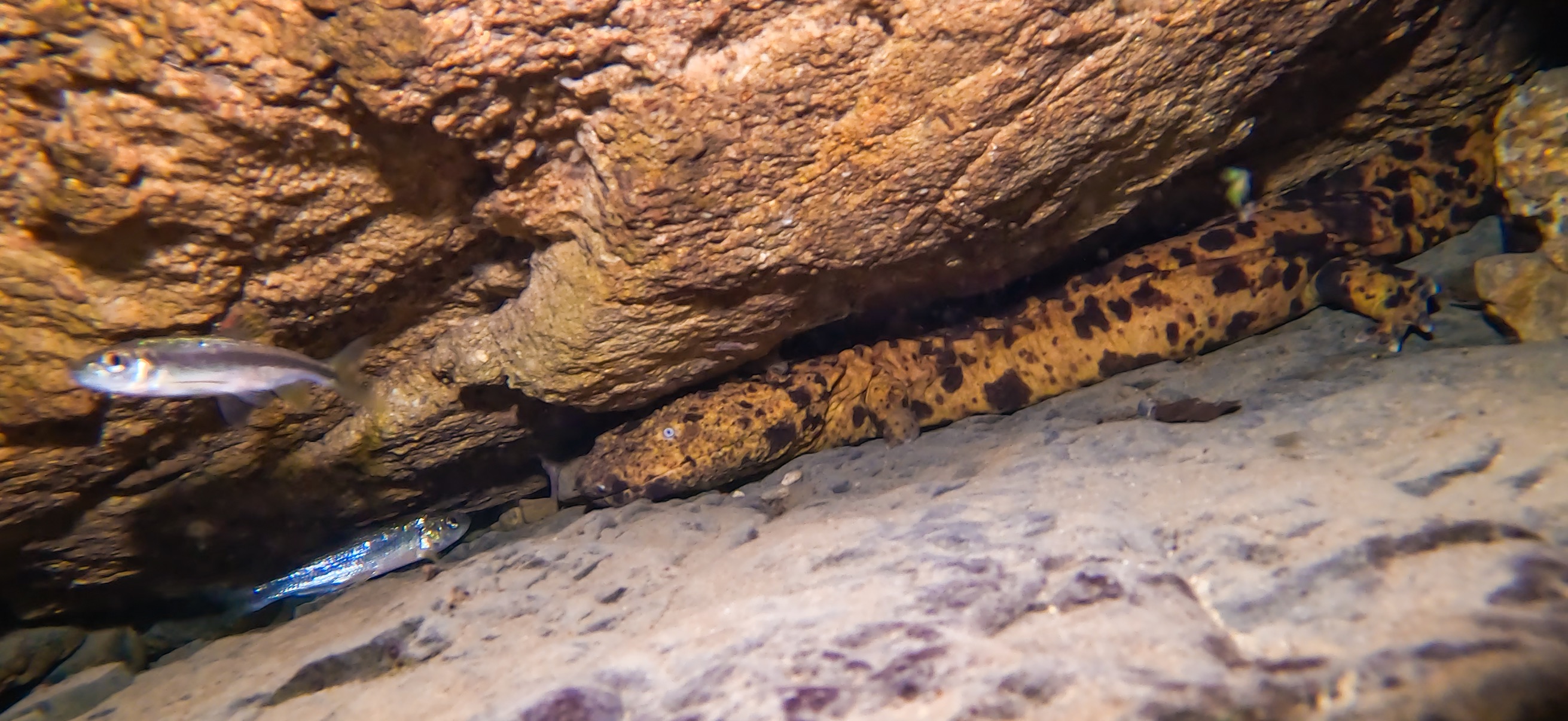 オオサンショウウオ 古座 ( Koza ) でダイビング 20241129-20241130