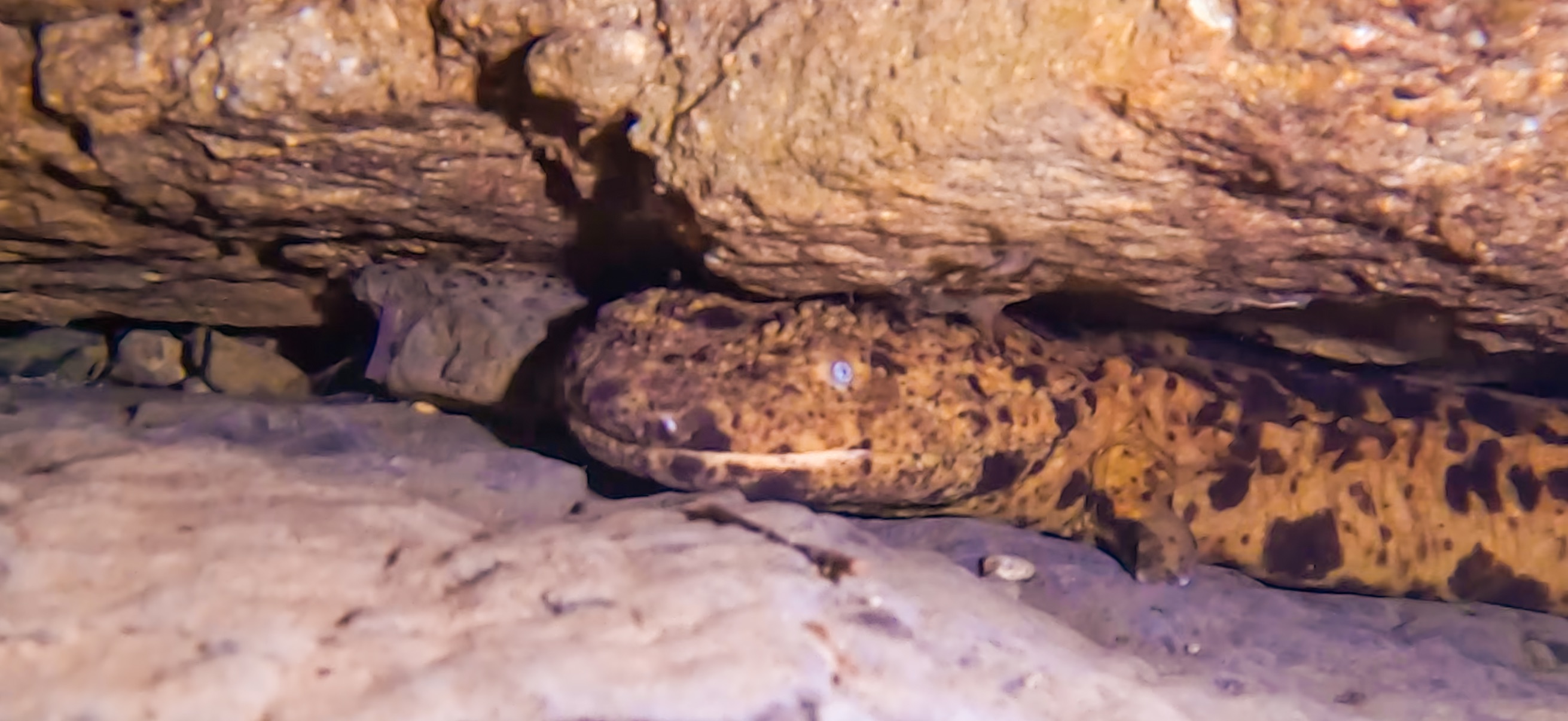 オオサンショウウオ 古座 ( Koza ) でダイビング 20241129-20241130