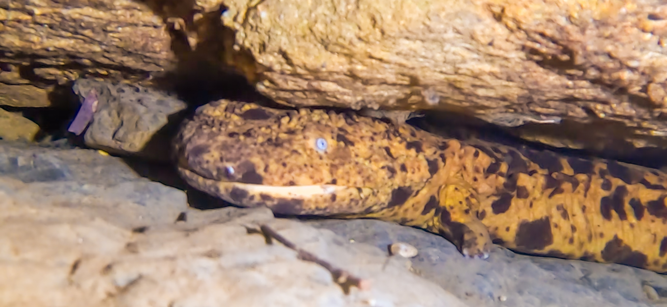 オオサンショウウオ 古座 ( Koza ) でダイビング 20241129-20241130