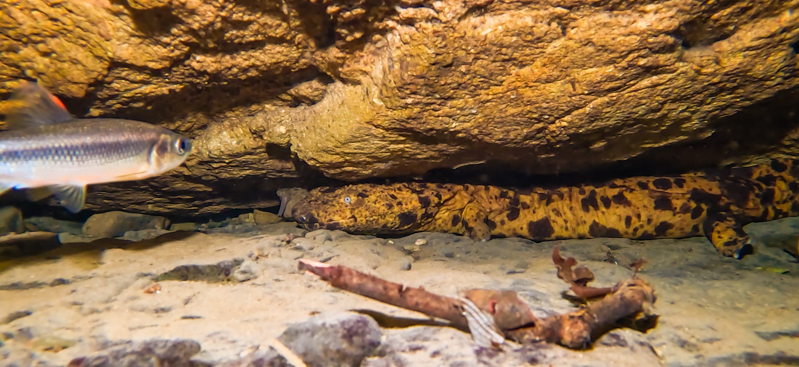 オオサンショウウオ 古座 ( Koza ) でダイビング 20241129-20241130