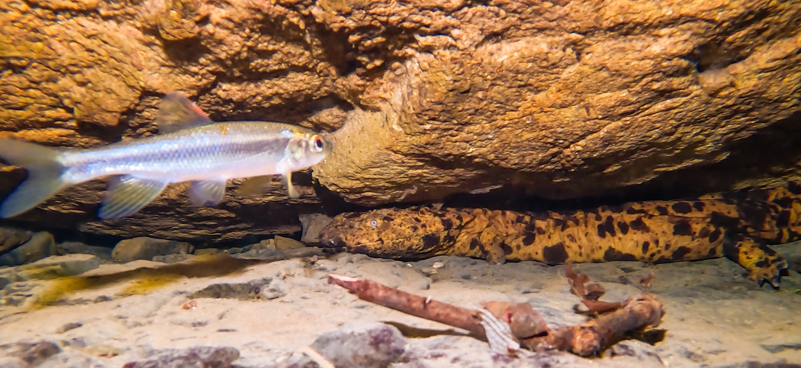 オオサンショウウオ 古座 ( Koza ) でダイビング 20241129-20241130