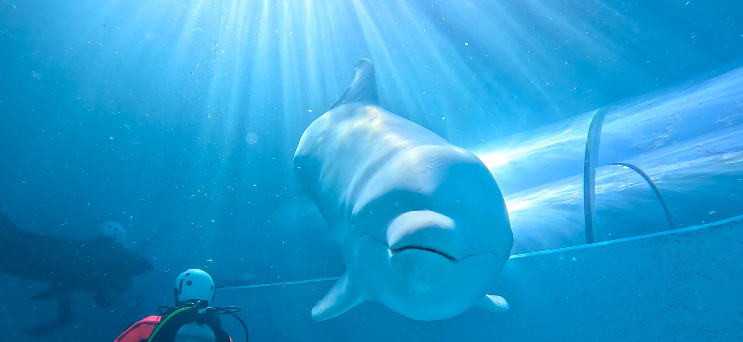 太地町立くじらの博物館 ( Taiji Whale Museum ) 20241201 🇯🇵