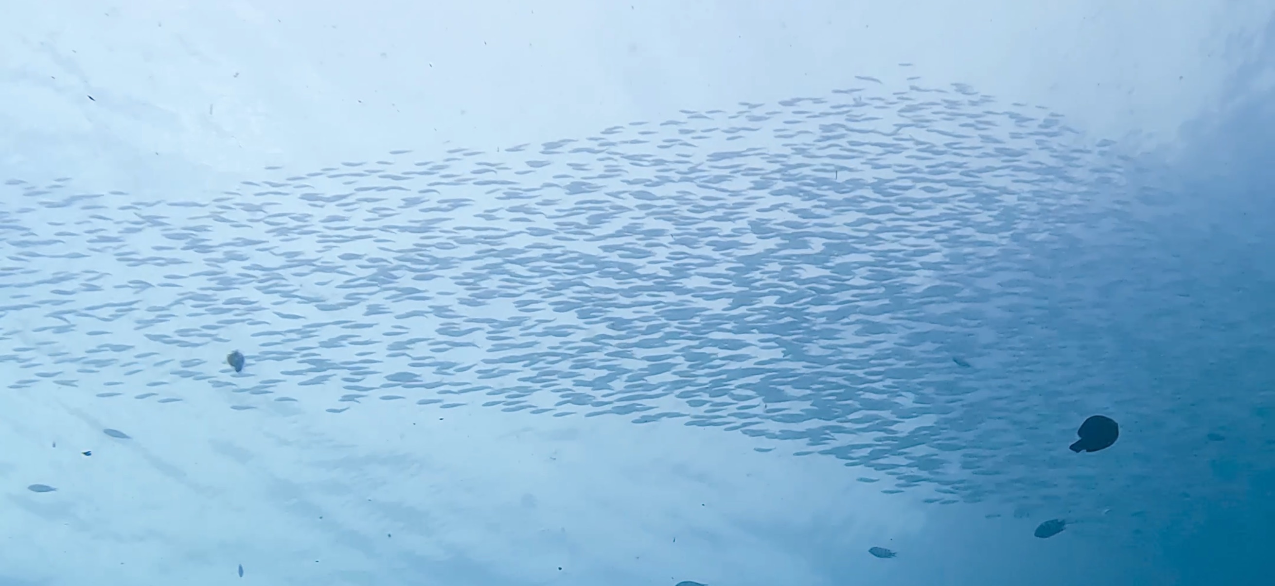 サーディンラン マクタン島 ( Mactan Island ) でダイビング 20250116