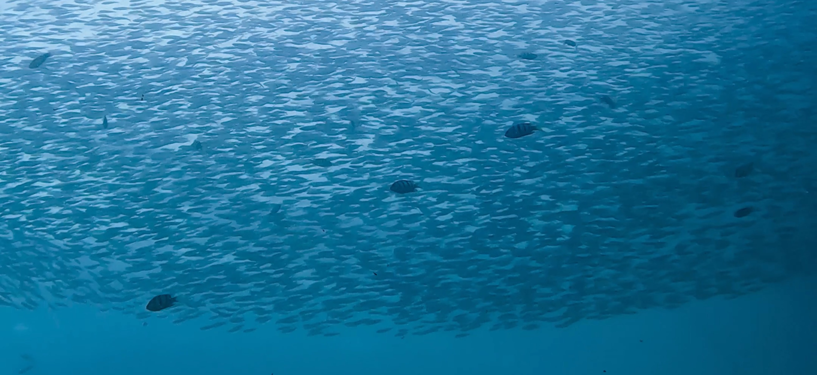 イワシの大群 マクタン島 ( Mactan Island ) でダイビング 20250116