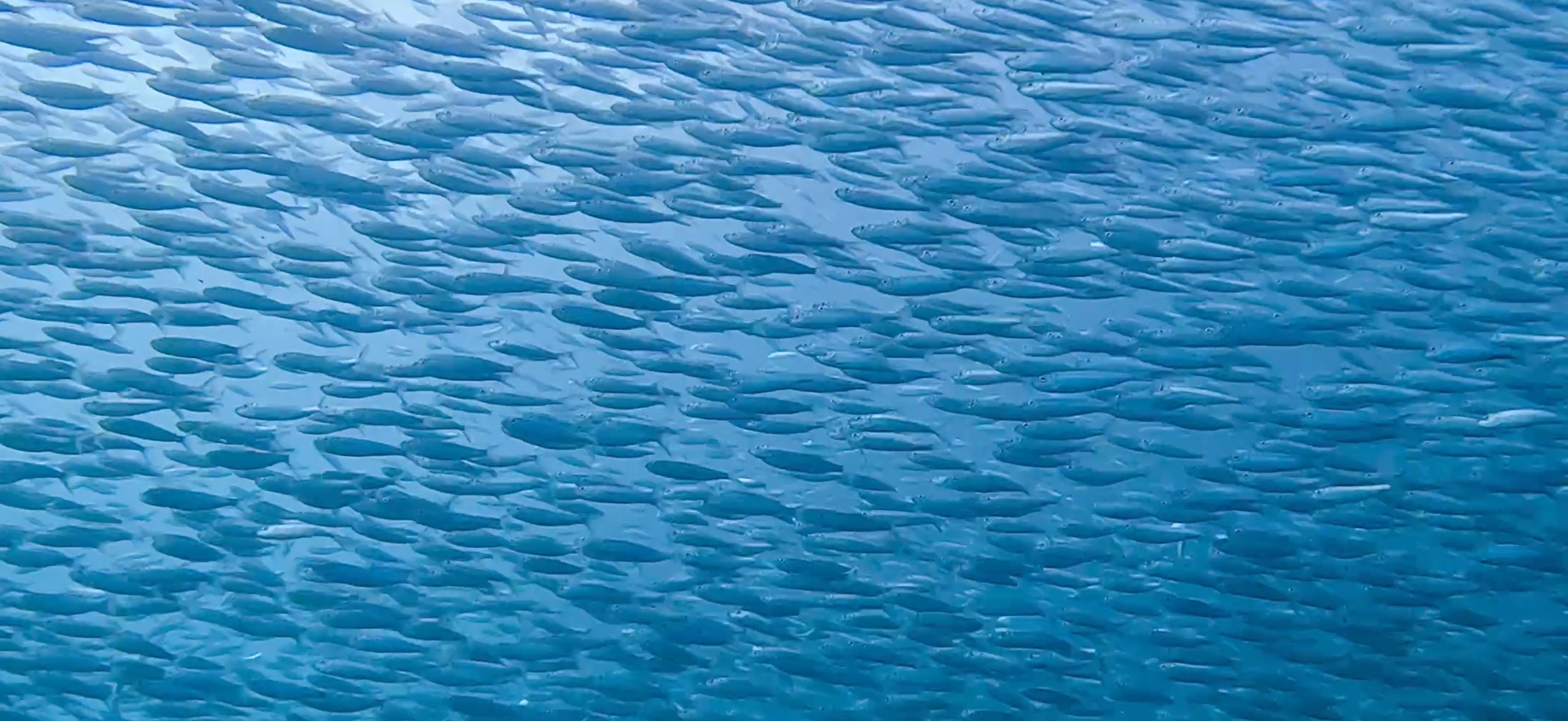 サーディンラン マクタン島 ( Mactan Island ) でダイビング 20250116