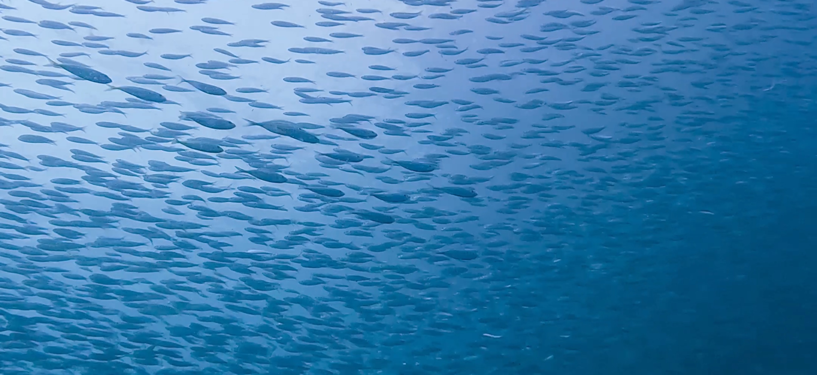 サーディンラン マクタン島 ( Mactan Island ) でダイビング 20250116