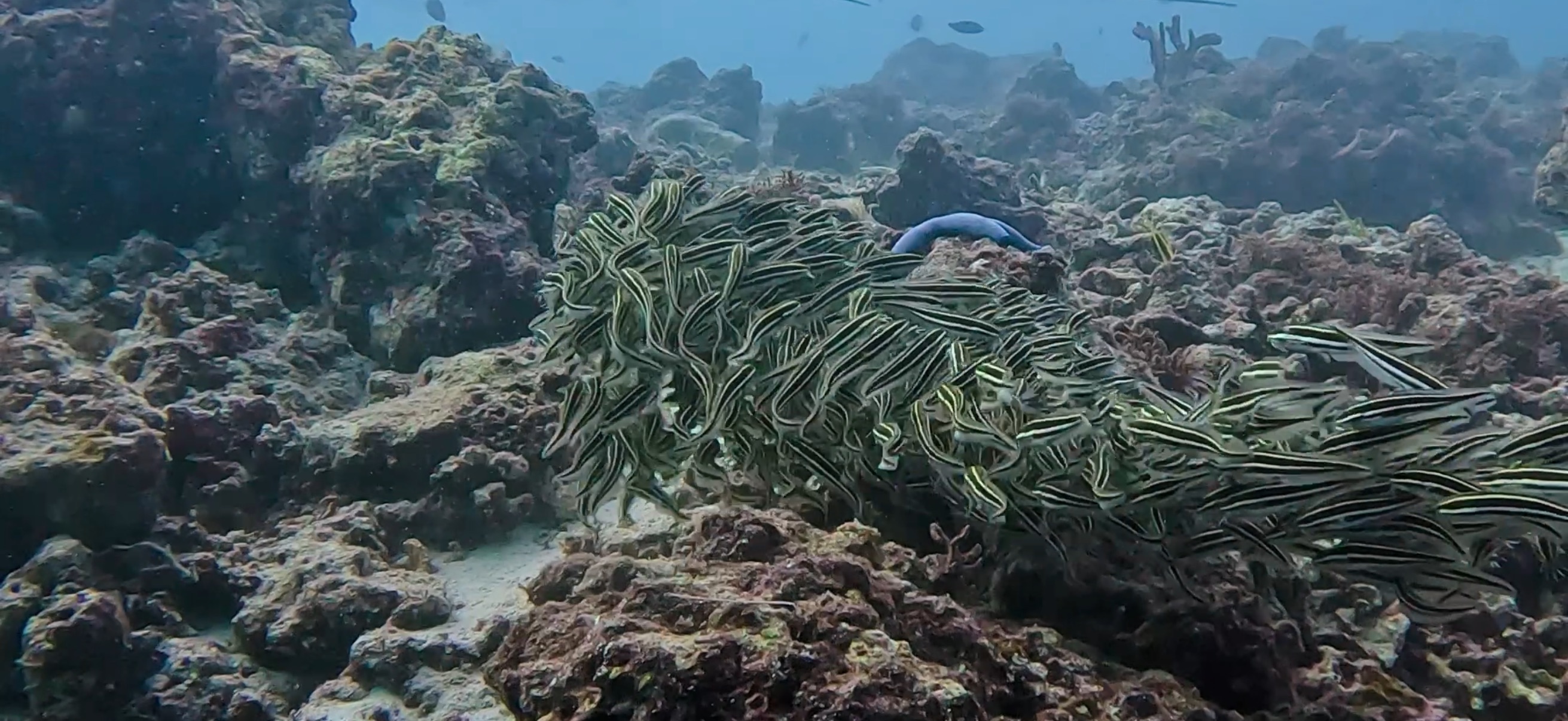 ゴンズイの群れ マクタン島 ( Mactan Island ) でダイビング 20250116