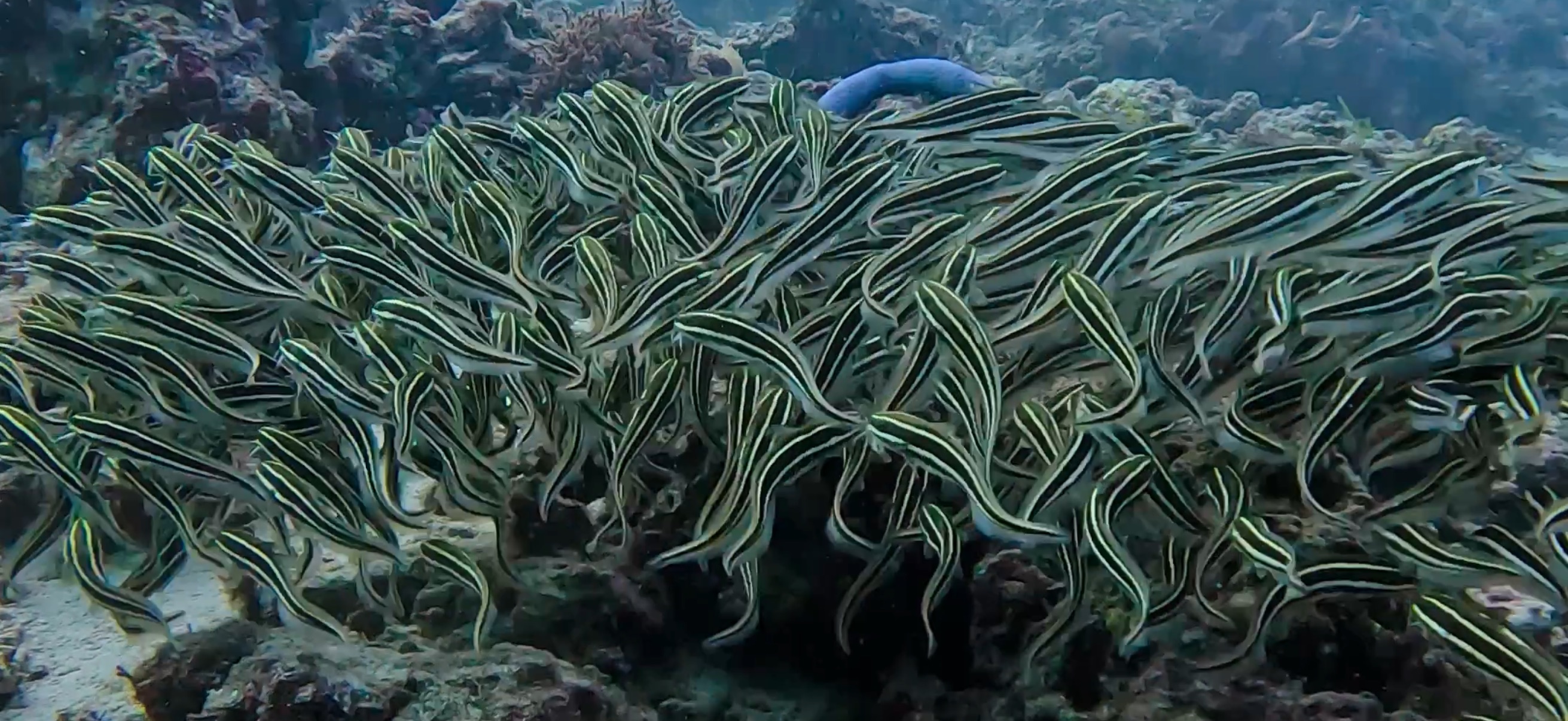 ゴンズイの群れ マクタン島 ( Mactan Island ) でダイビング 20250116