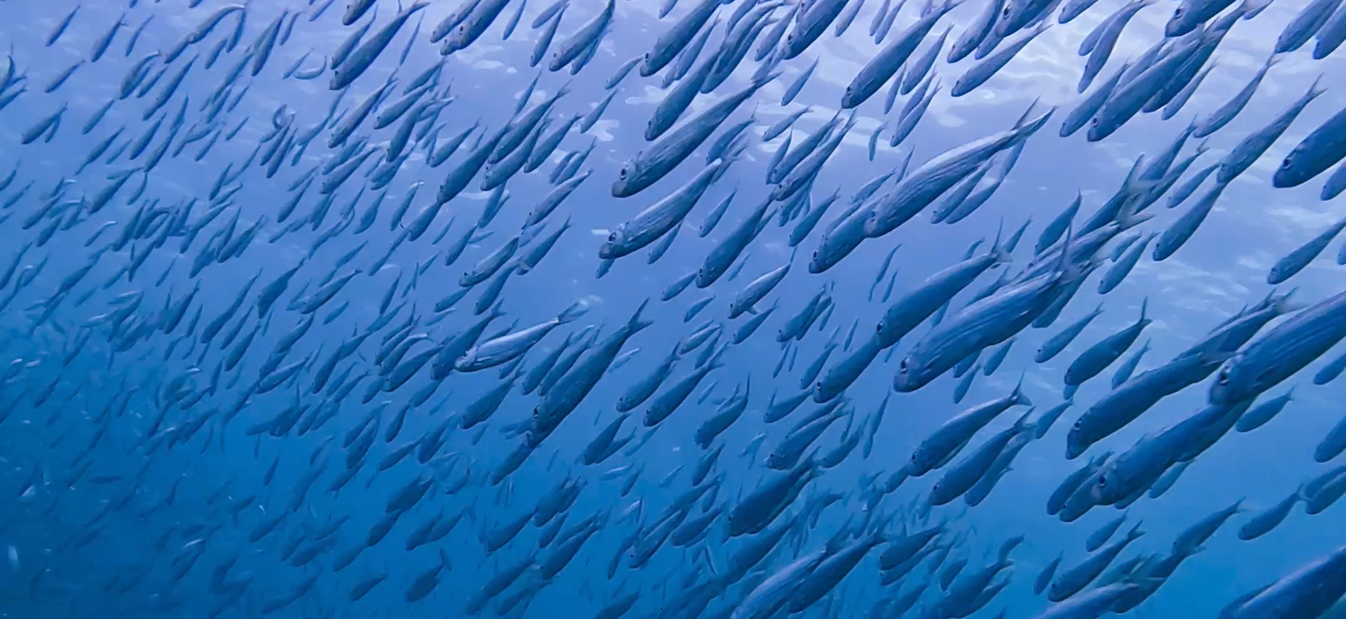 イワシ マクタン島 ( Mactan Island ) でダイビング 20250116
