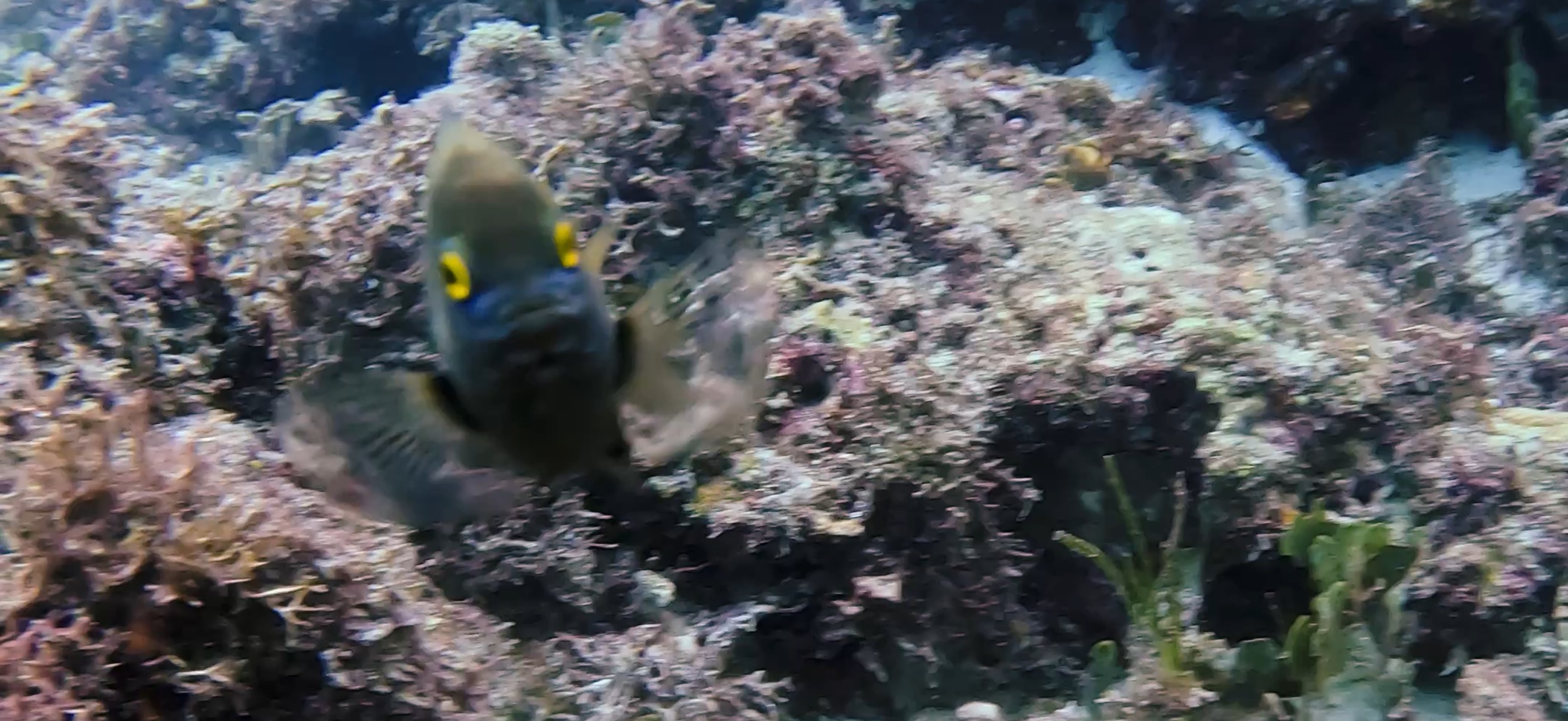 マクタン島 ( Mactan Island ) でダイビング 20250116