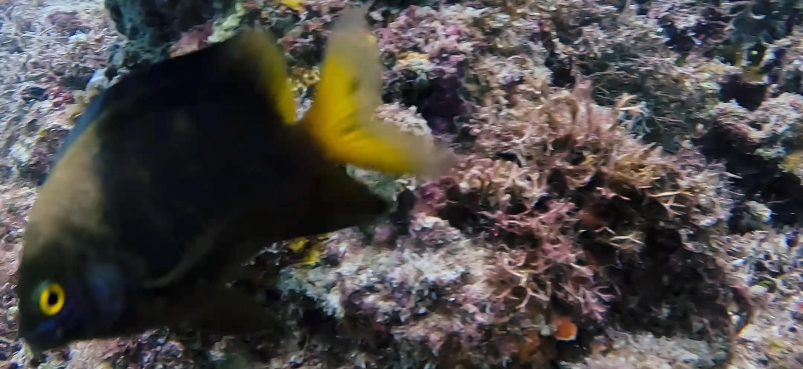 マクタン島 ( Mactan Island ) でダイビング 20250116