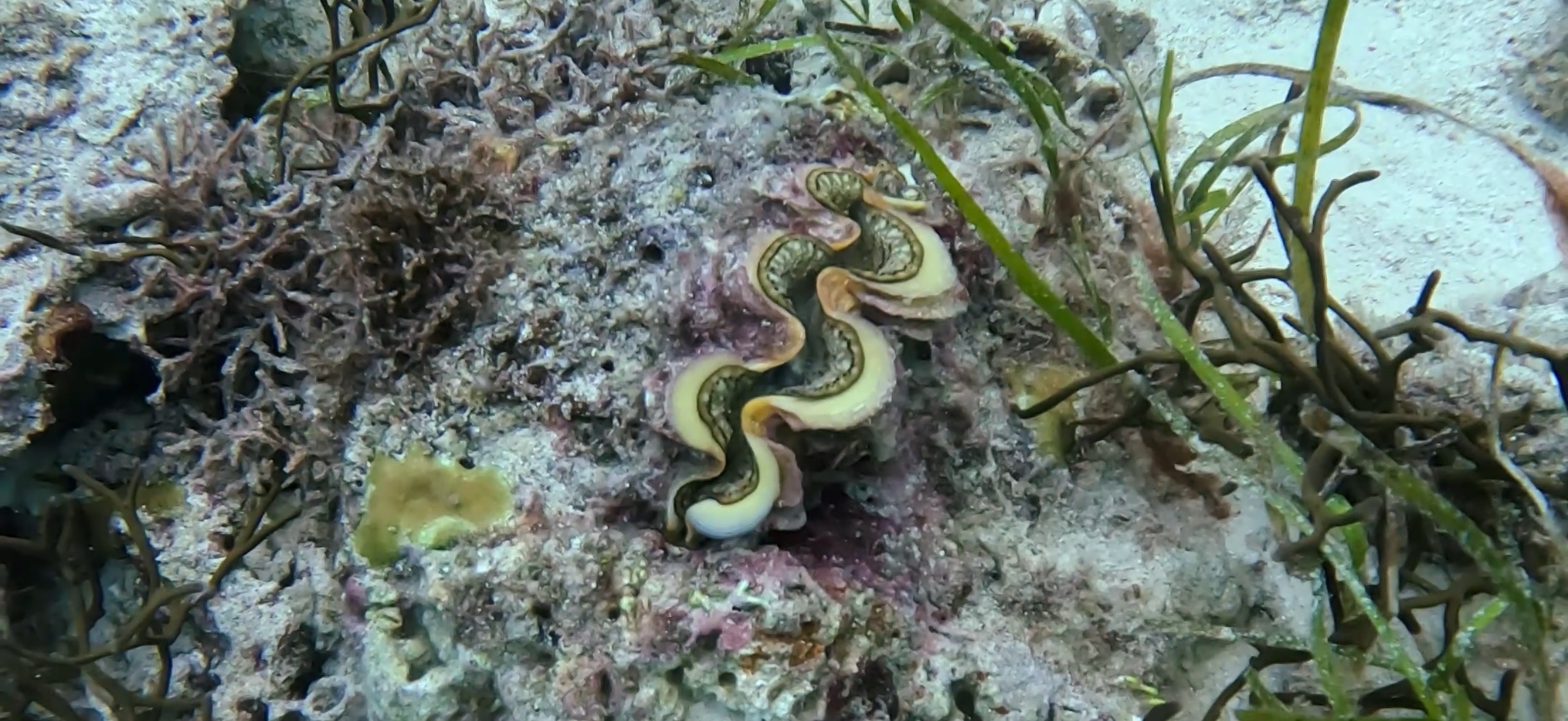 シャコガイ マクタン島 ( Mactan Island ) でダイビング 20250116