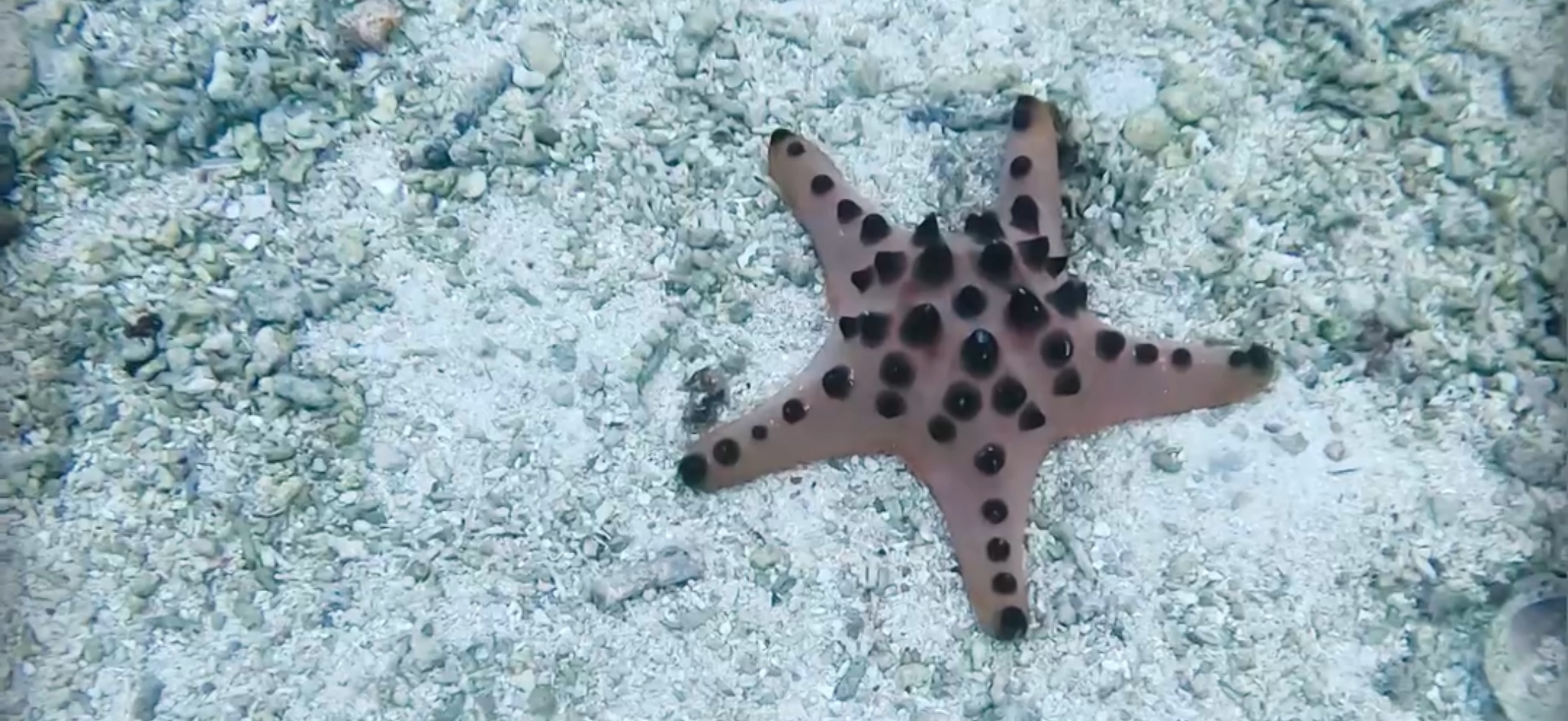 コブヒトデ マクタン島 ( Mactan Island ) でダイビング 20250116